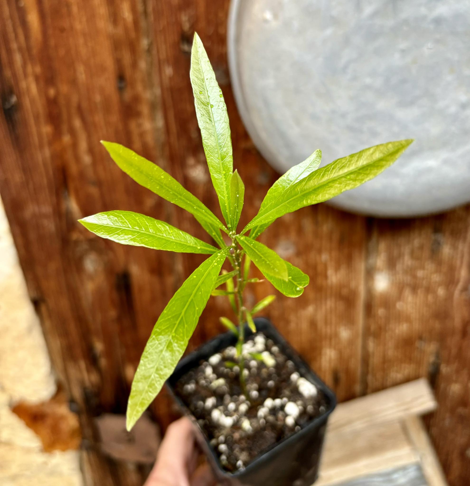 Pouteria salicifolia - 1 potted plant / 1 getopfte Pflanze