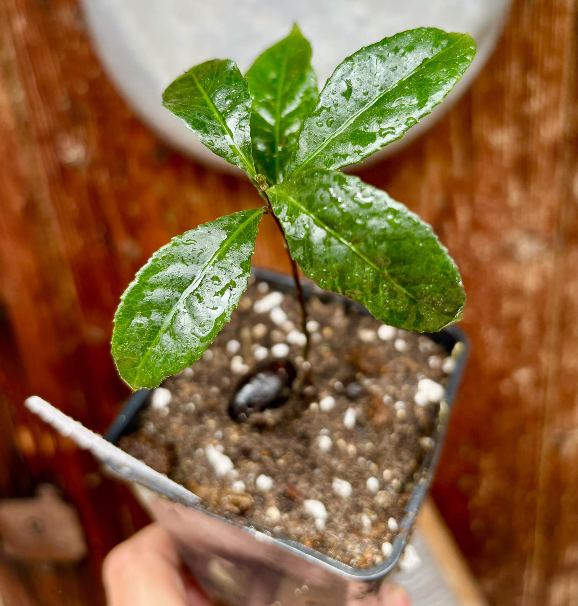 Peritassa hatschbachii  - 1 potted plant / 1 getopfte Pflanze