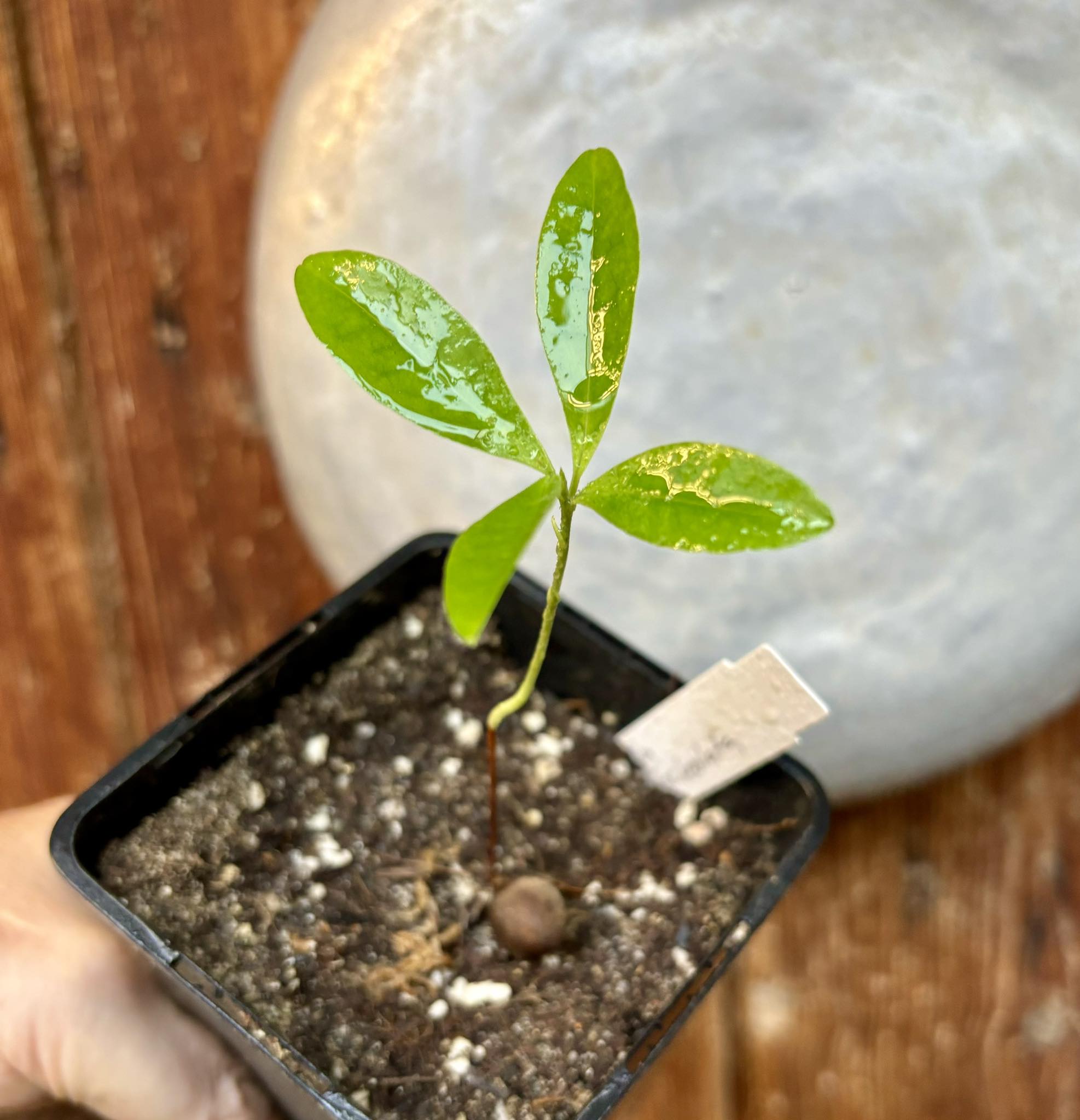 Eugenia macrobracteolata - Pitanga Juba - 1 potted plant / 1 getopfte Pflanze