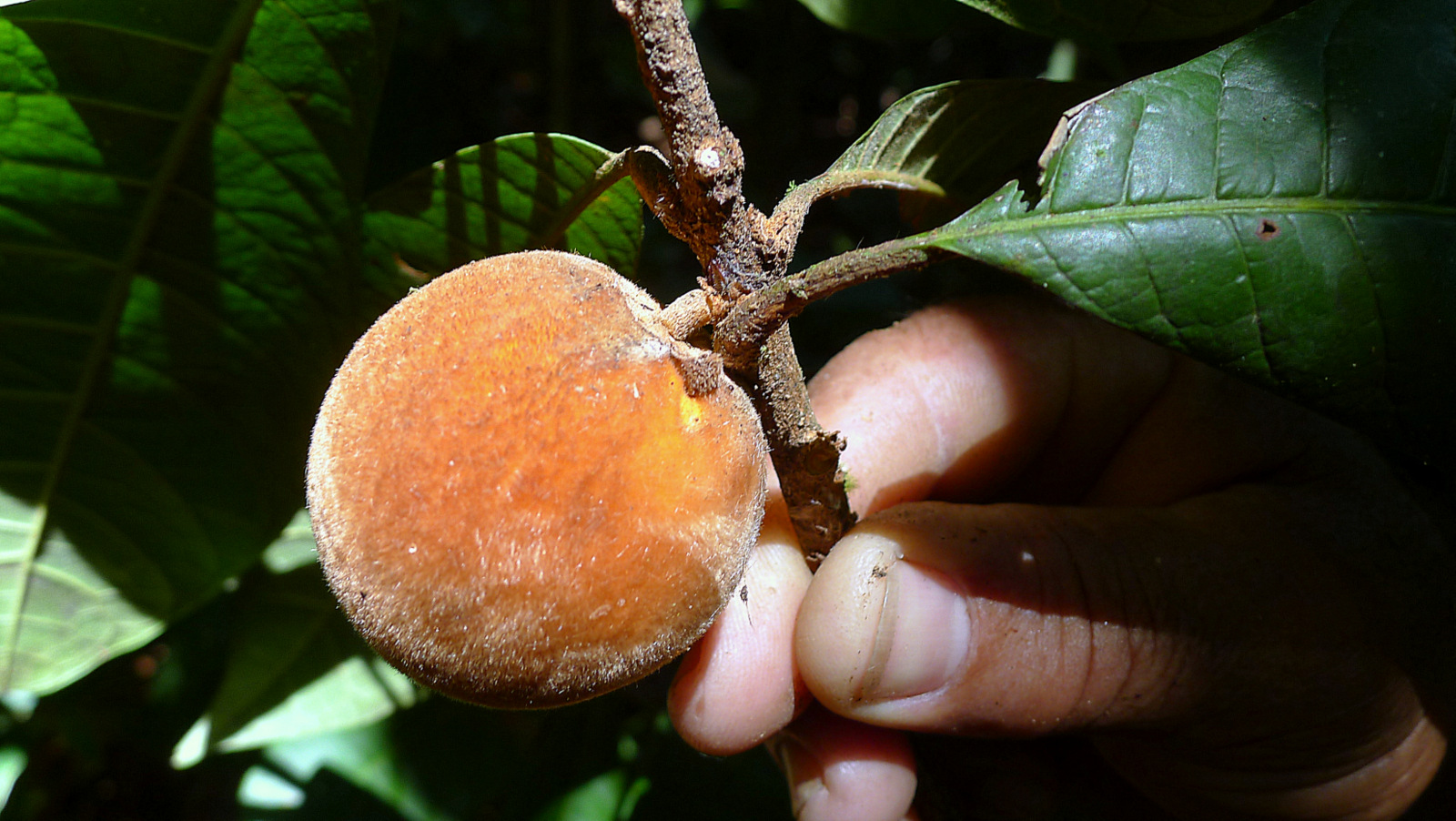 Pouteria macahensis - 1 germinated seed / 1 gekeimter Samen