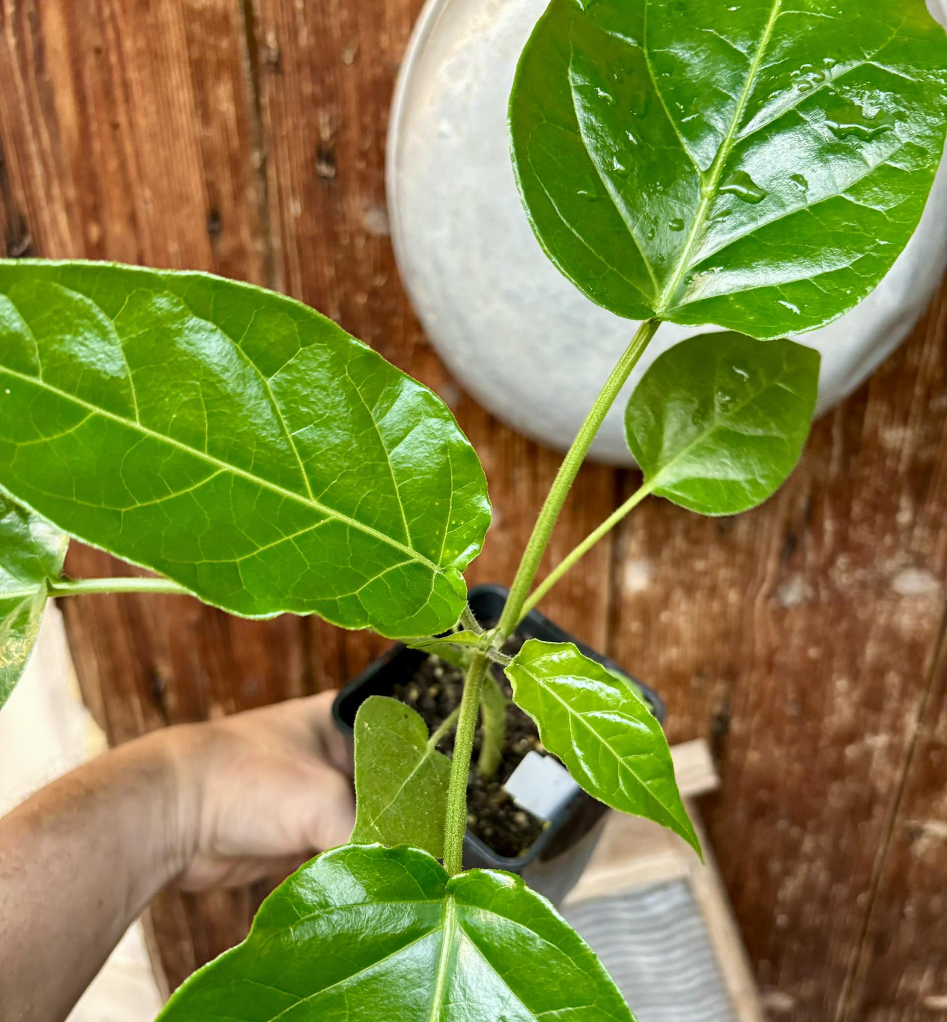 Guava Tamarillo (Solanum diploconos) - 1 potted plant / 1 getopfte Pflanze