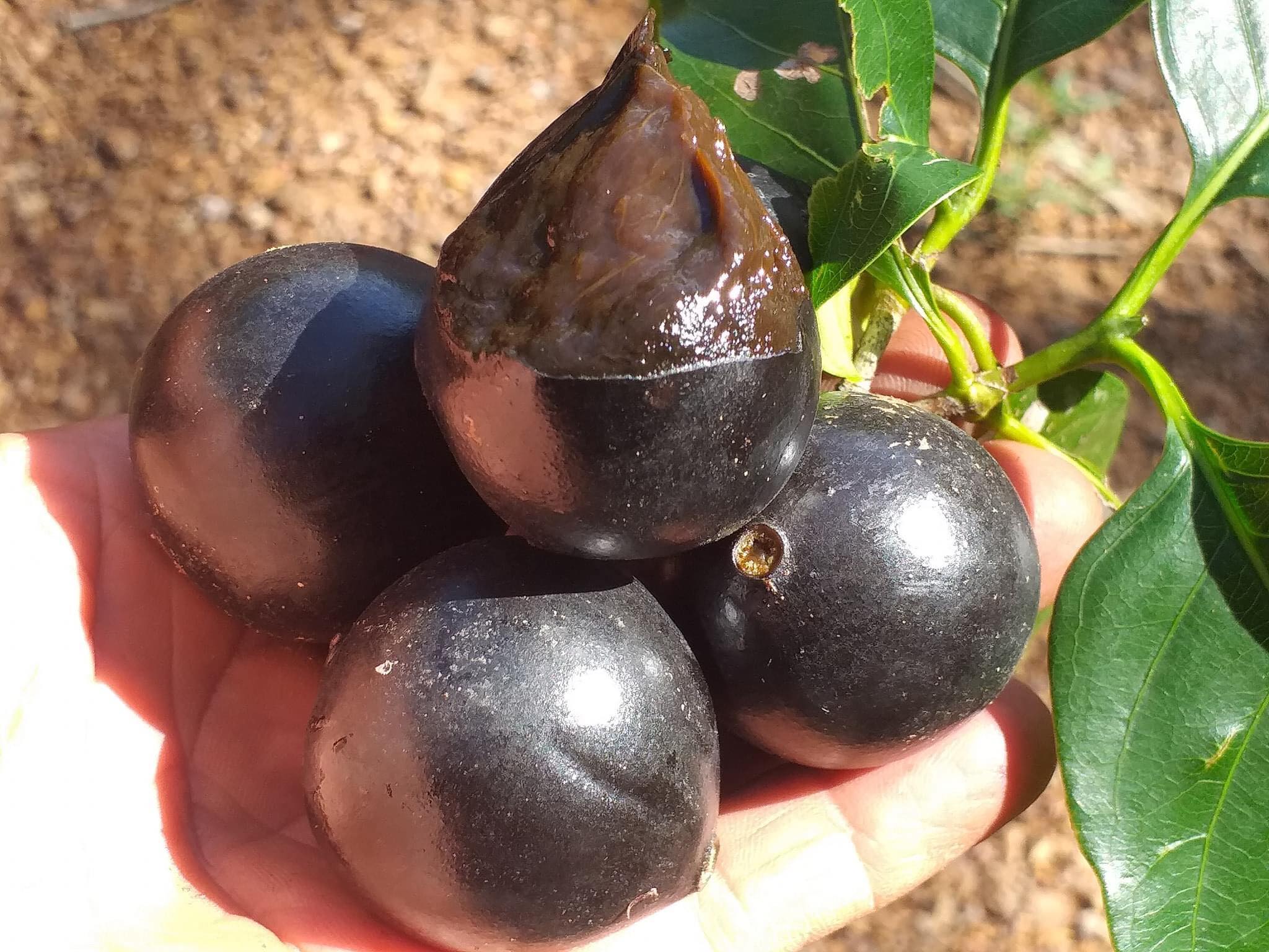 Marmelada (Cordiera sessilis) - 1 germinated seed  / 1 gekeimter Samen