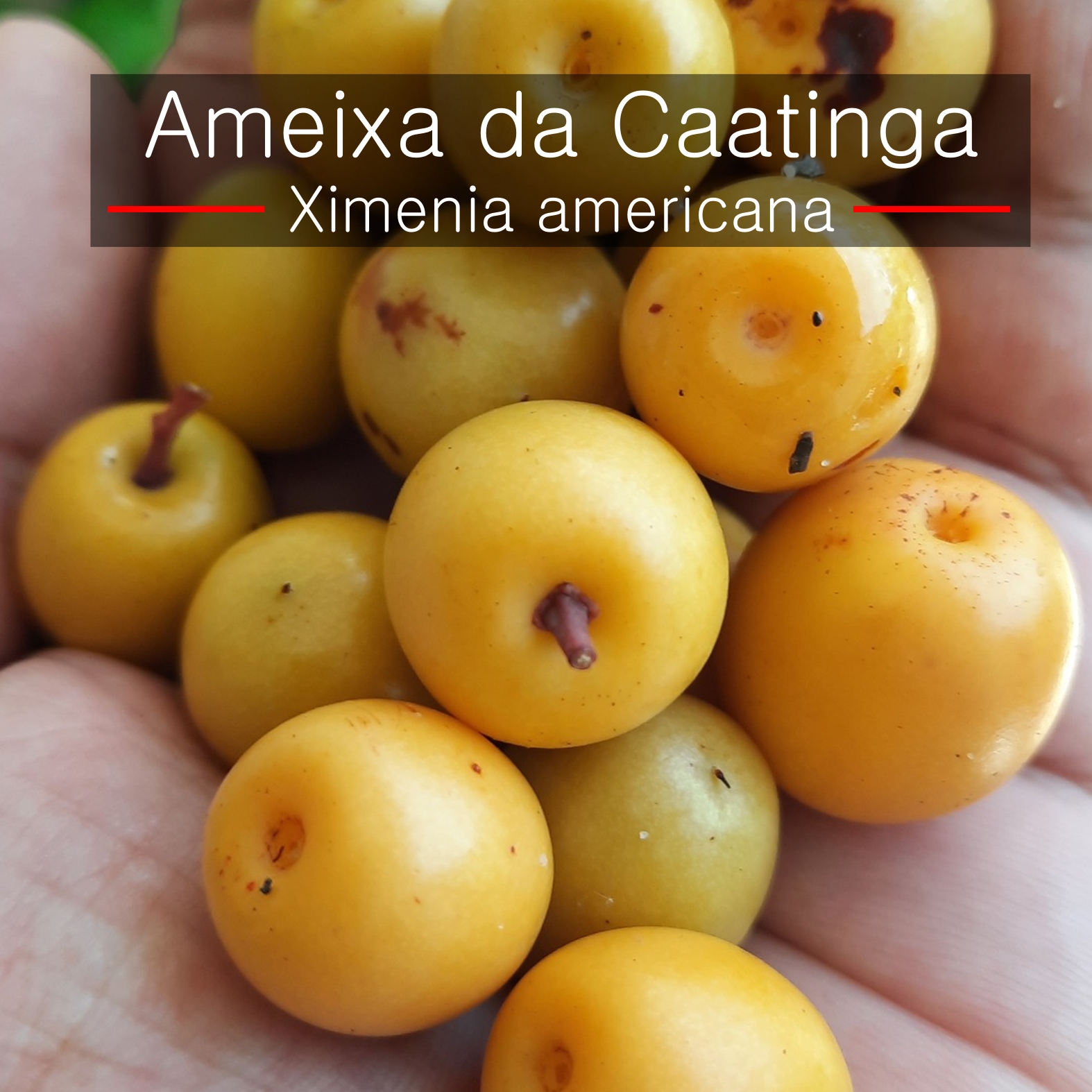 Ximenia americana - Ameixa da Caatinga - 3 fresh seeds/ 3 frischer Samen