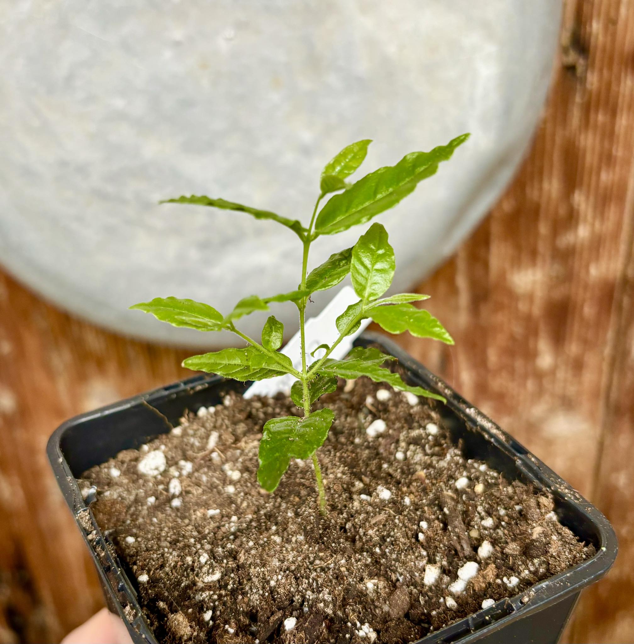 Campomanesia phaea - Flying Saucer Fruit - Cambuci  1  small potted seedling / 1 kleiner, getopfter Sämling