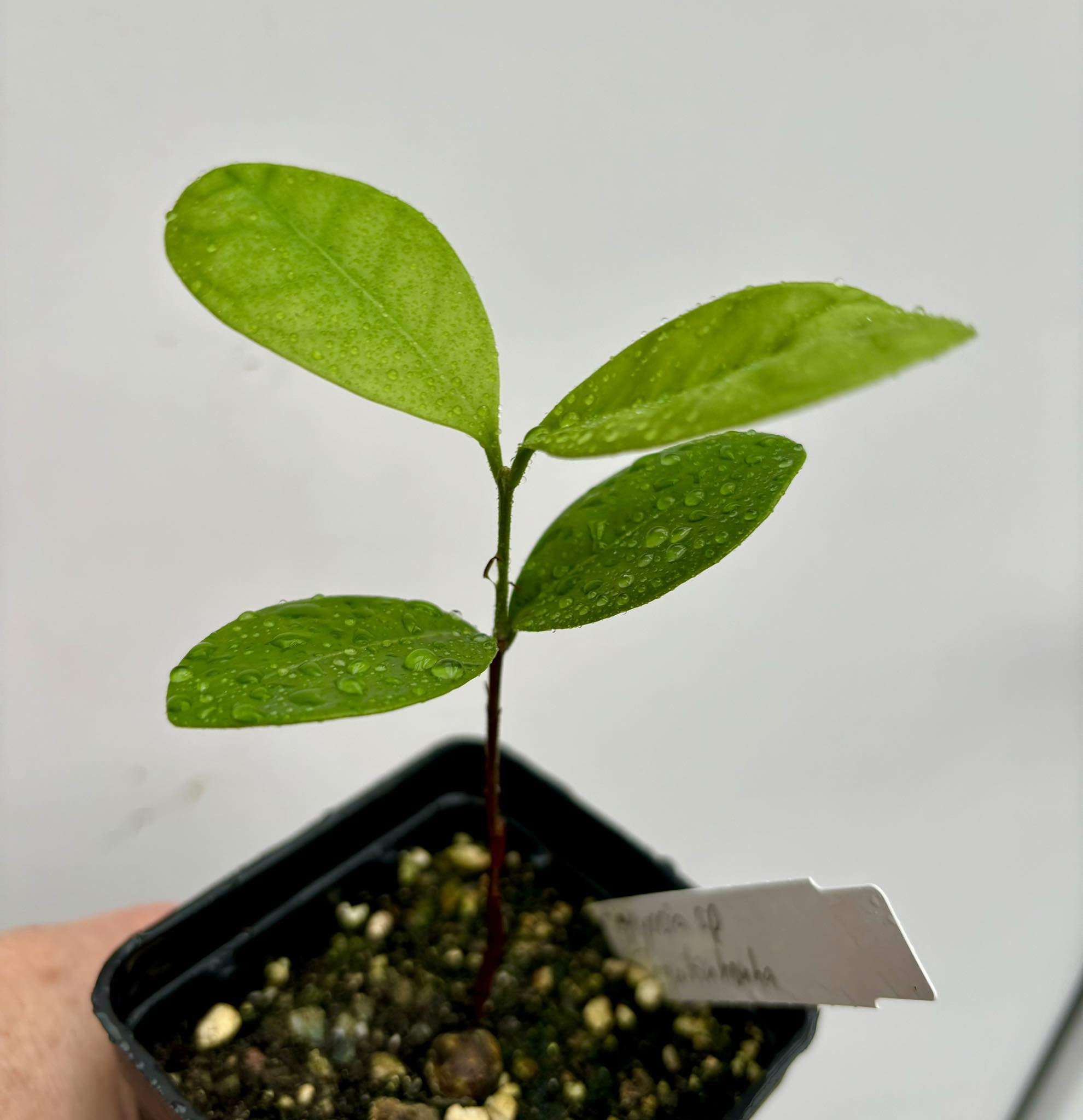 Myrcia sp Jequitinhonha - 1 potted seedling / 1 getopfter Sämling