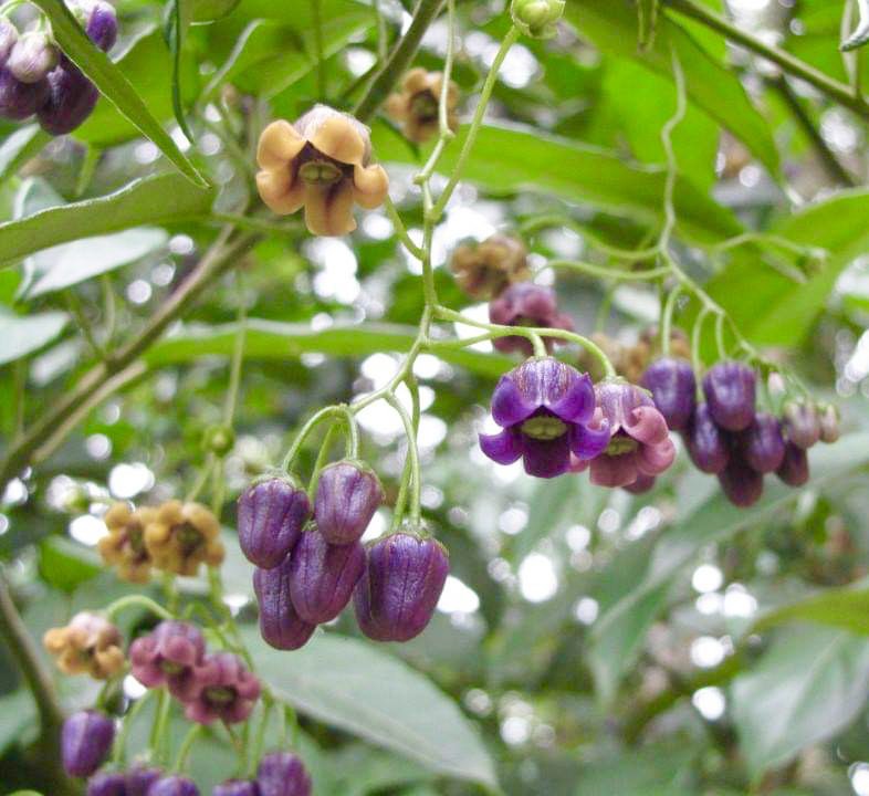 Guava Tamarillo (Solanum diploconos) - 1 potted plant / 1 getopfte Pflanze