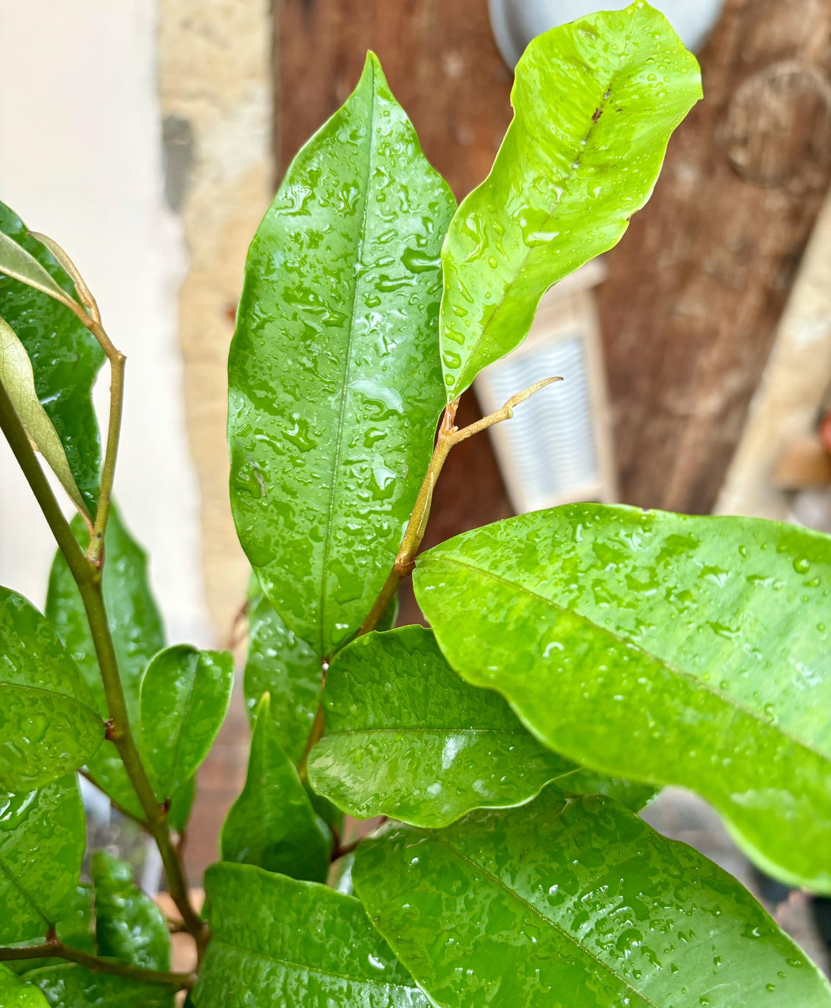 Star Apple - Chrysophyllum cainito - 1 potted plant / 1 getopfte Pflanze