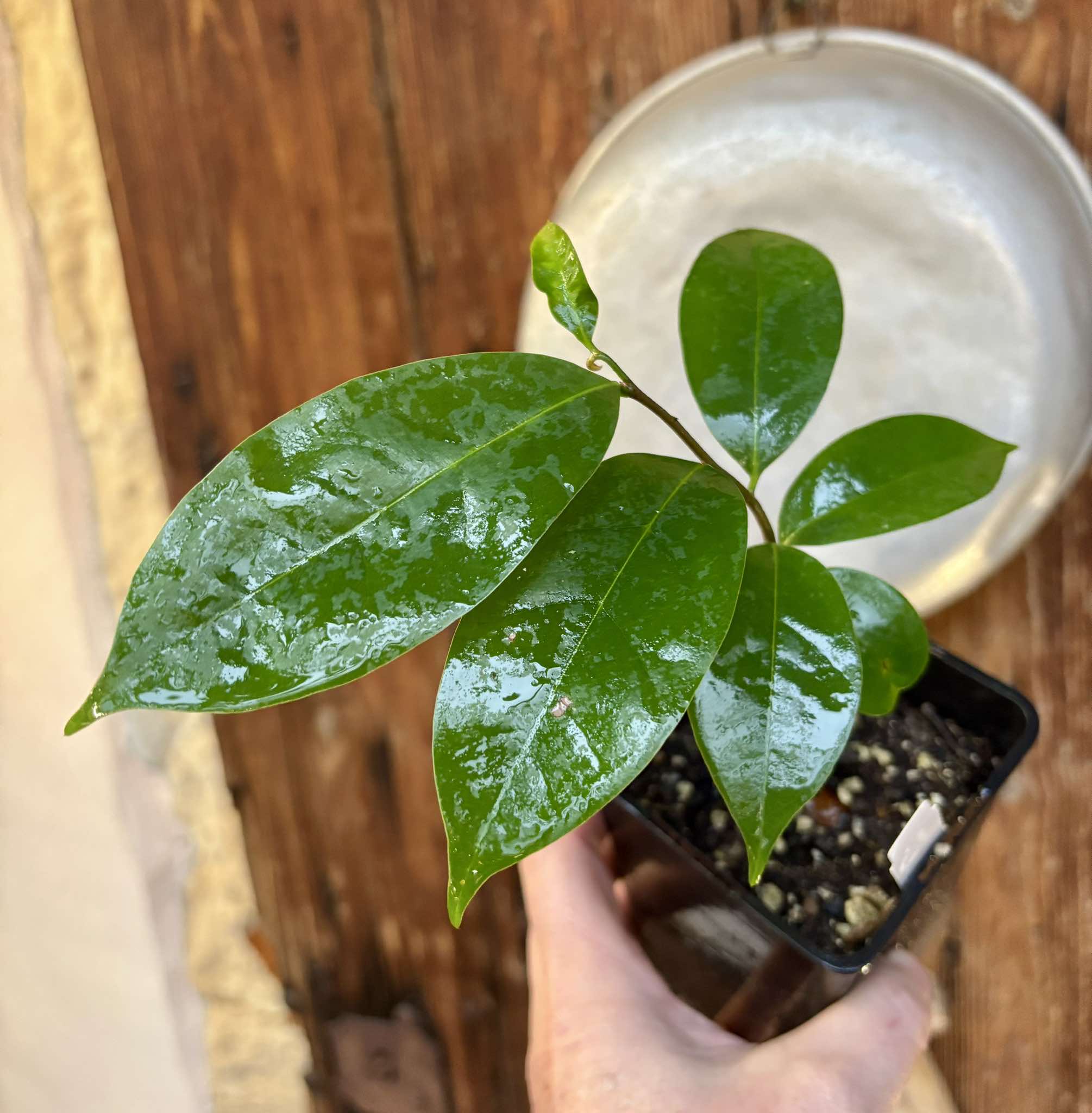 Annona muricata - Soursop / Stachelannone fiberless - 1 potted plant / 1 getopfte Pflanze