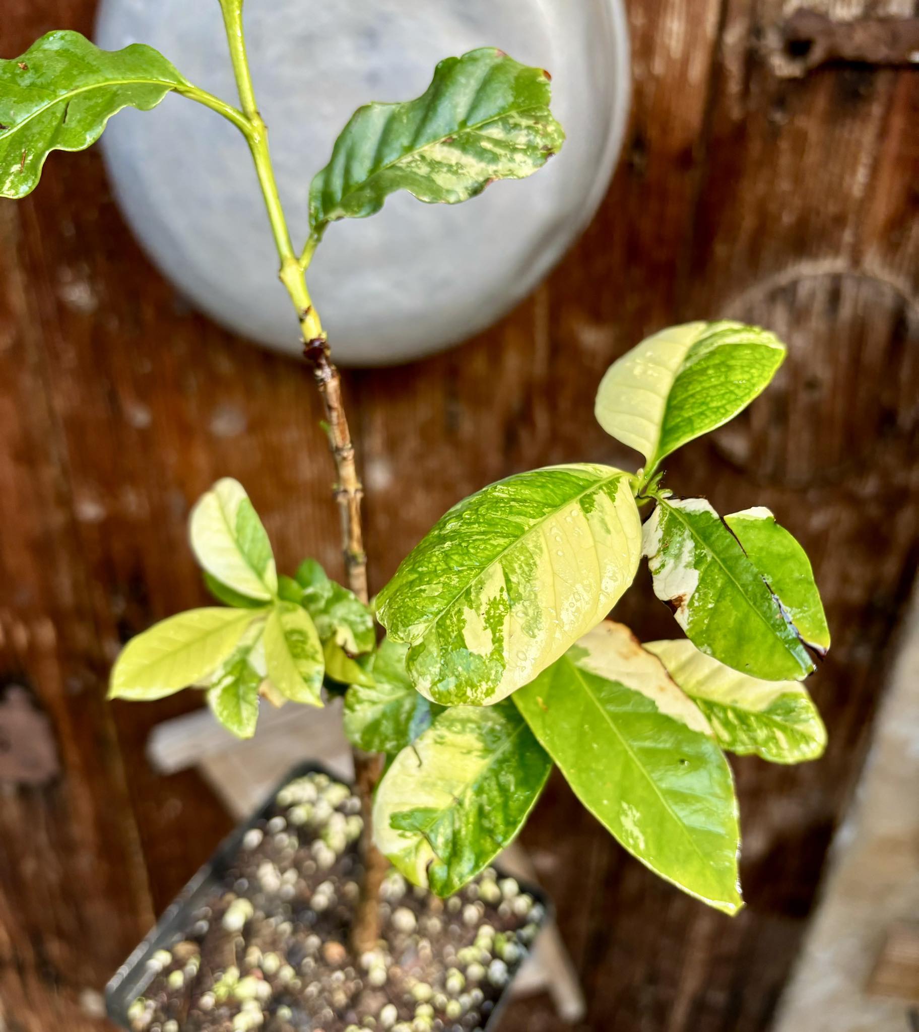 Coffee (Coffea arabica)  VARIEGATED - 1 potted plant / 1 getopfte Pflanze