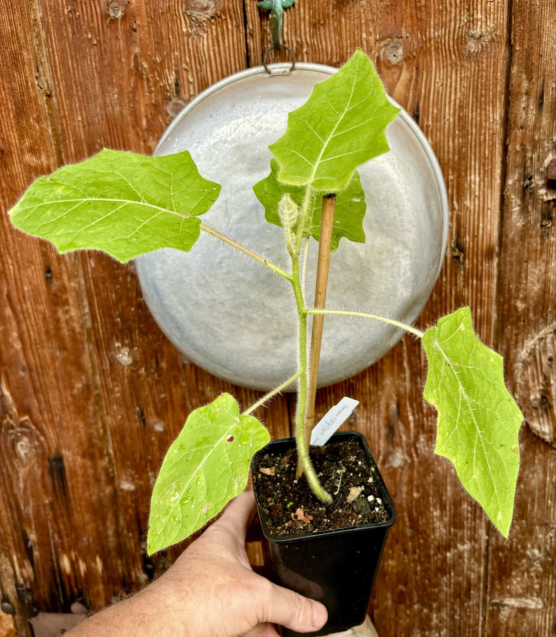 Solanum vestissimum - 1 potted plant / 1 getopfte Pflanze 