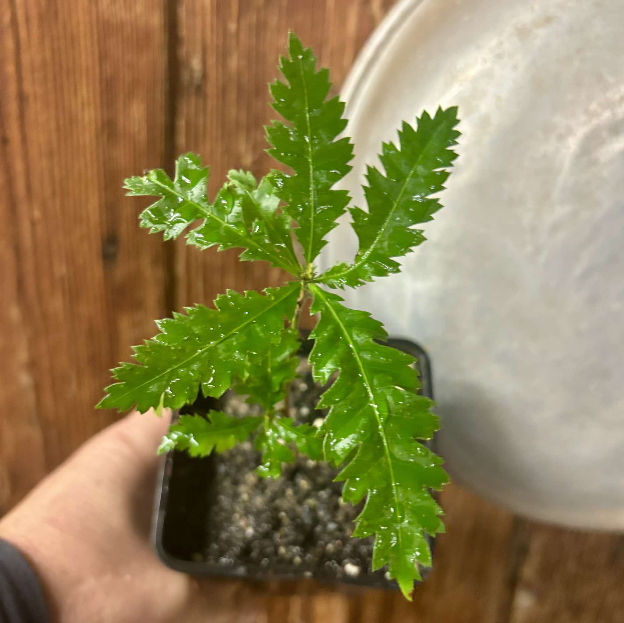 Yangmei - Myrica rubra - 1 potted plant / 1 getopfte Pflanze