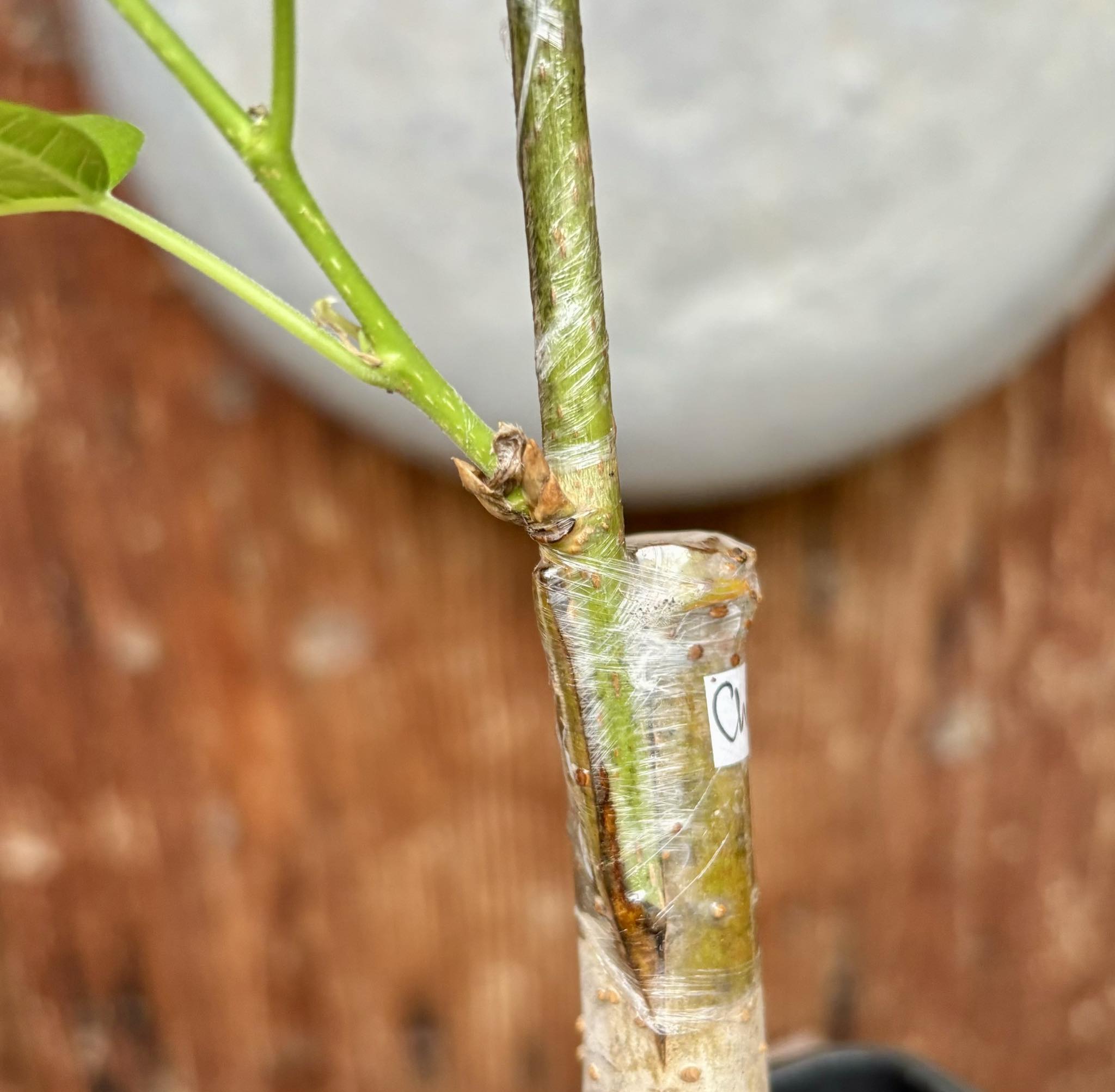 Mulberry Chicken Claw (Morus trilobata)  - 1 potted plant / 1 getopfte Pflanze