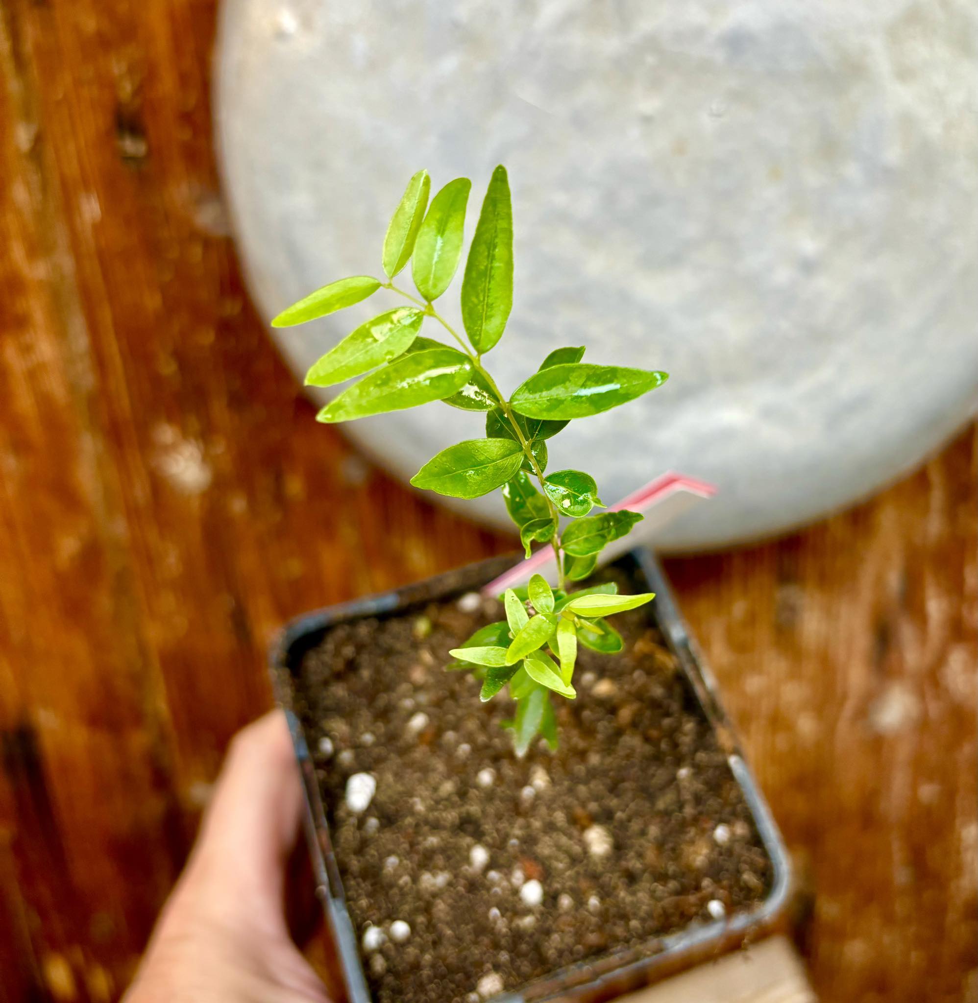 Myrciaria delicatula - potted plant / getopfte Pflanze