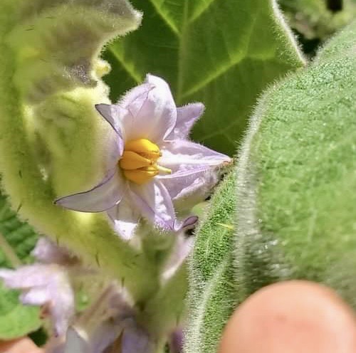 Solanum vestissimum - 1 potted plant / 1 getopfte Pflanze 