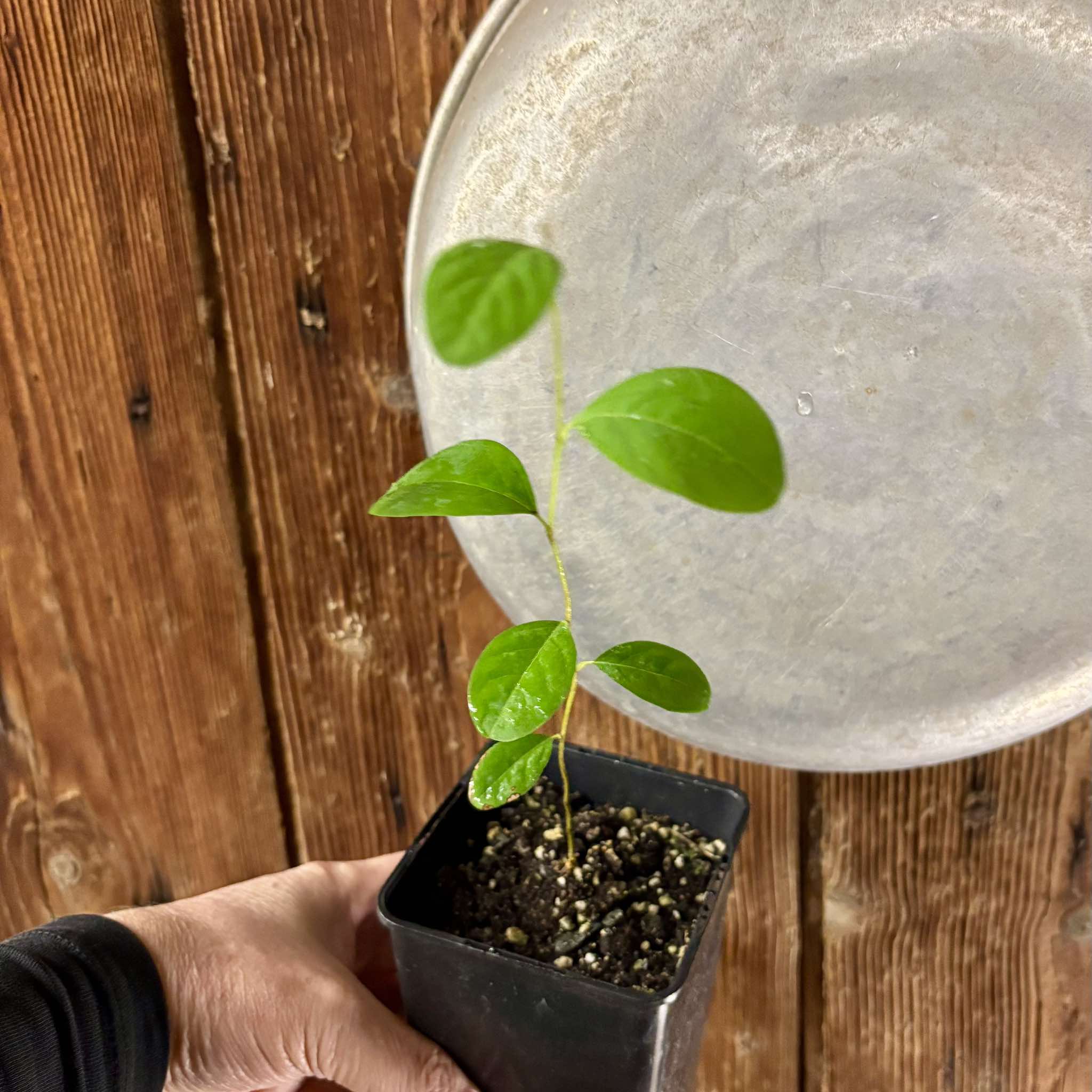 Annona cornifolia - Araticum de Raposa  - 1 potted plant / 1 getopfte Pflanze