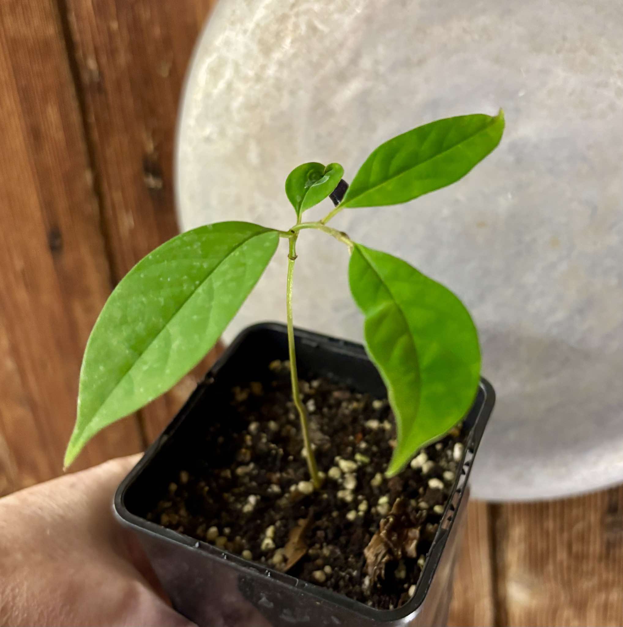 Annona cf bahiensis Folha Llisa - 1 pottet seedling / 1 getopfter Sämling