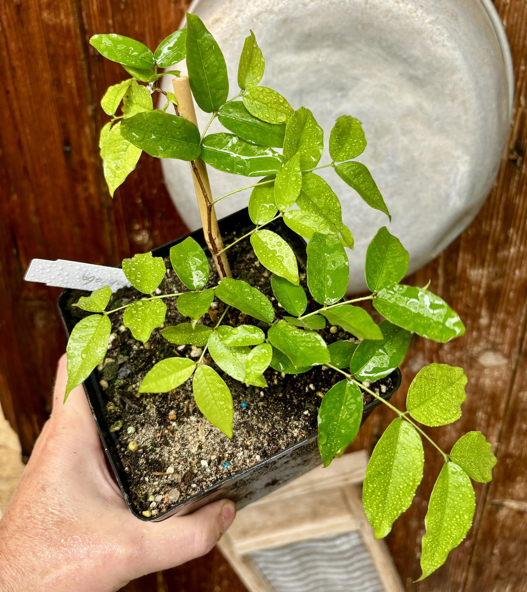 Red Hybrid Jaboticaba (Plinia cauliflora x aureana) Nr. 2 - 1 potted plant / 1 getopfte Pflanze