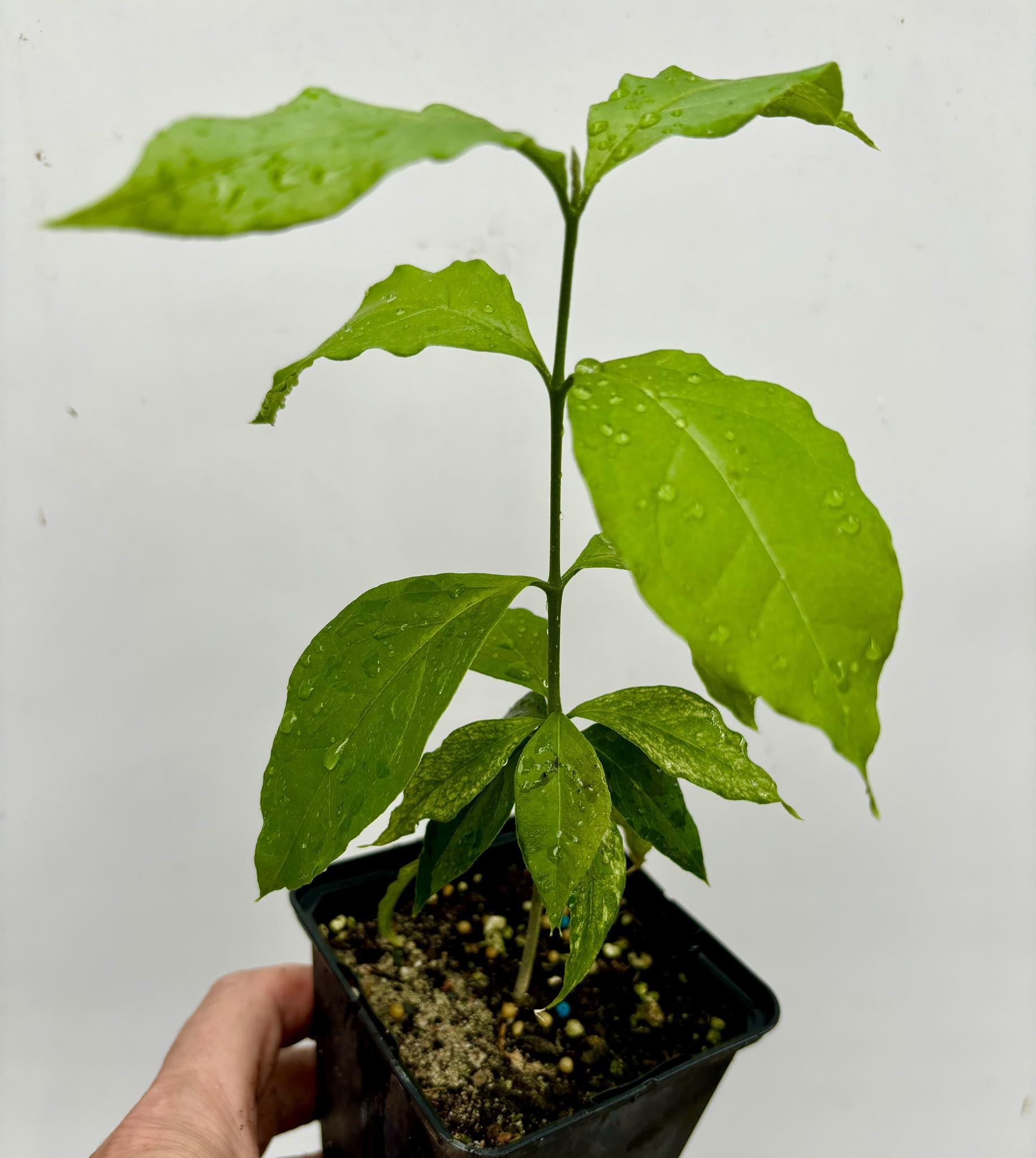 Peanutbutter Fruit (Bunchosia glandulifera) - 1 potted plant / 1 getopfte Pflanze