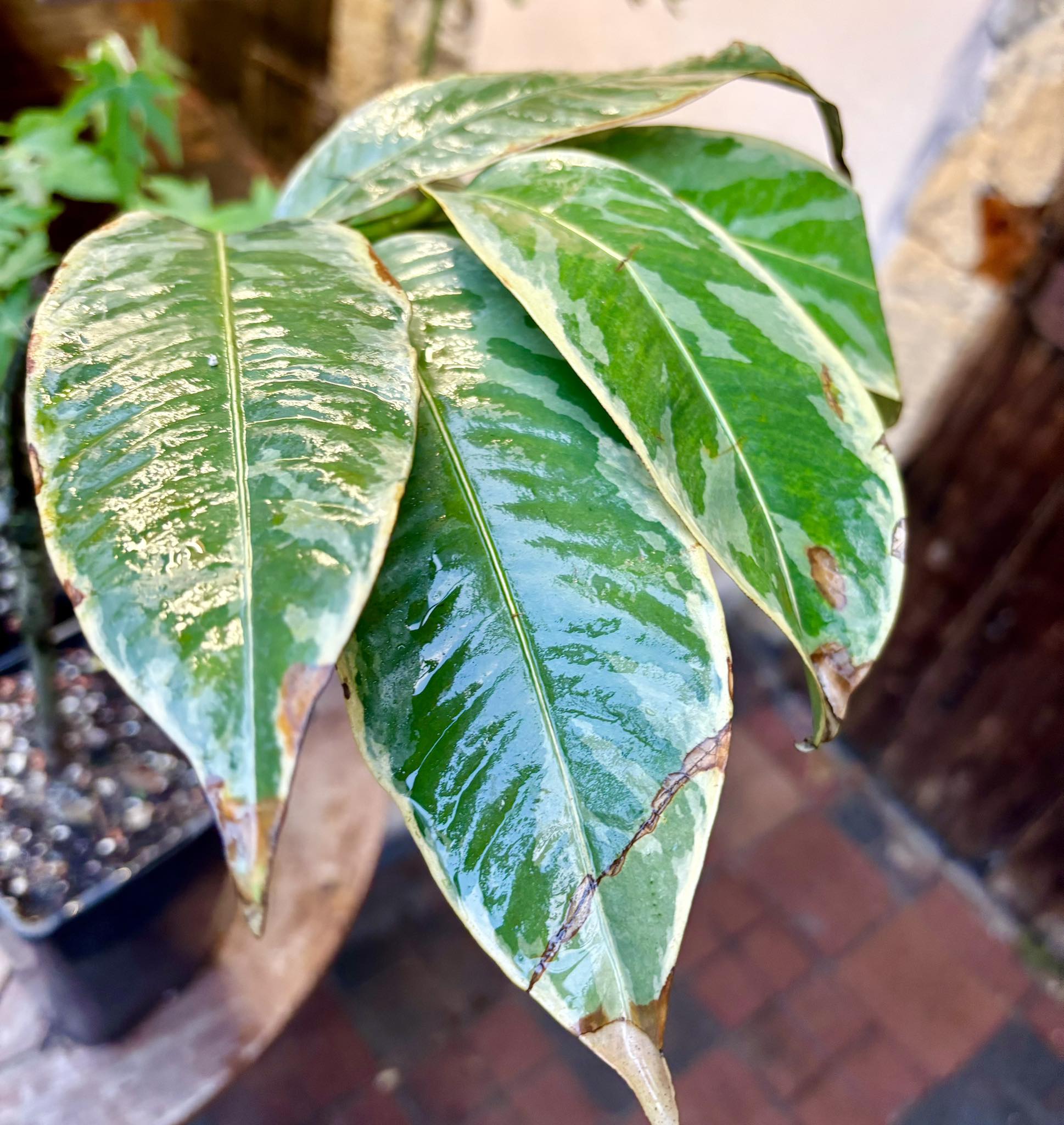 Mangosteen (Garcinia mangosteen) VARIEGATED - 1 potted plant / 1 getopfte Pflanze