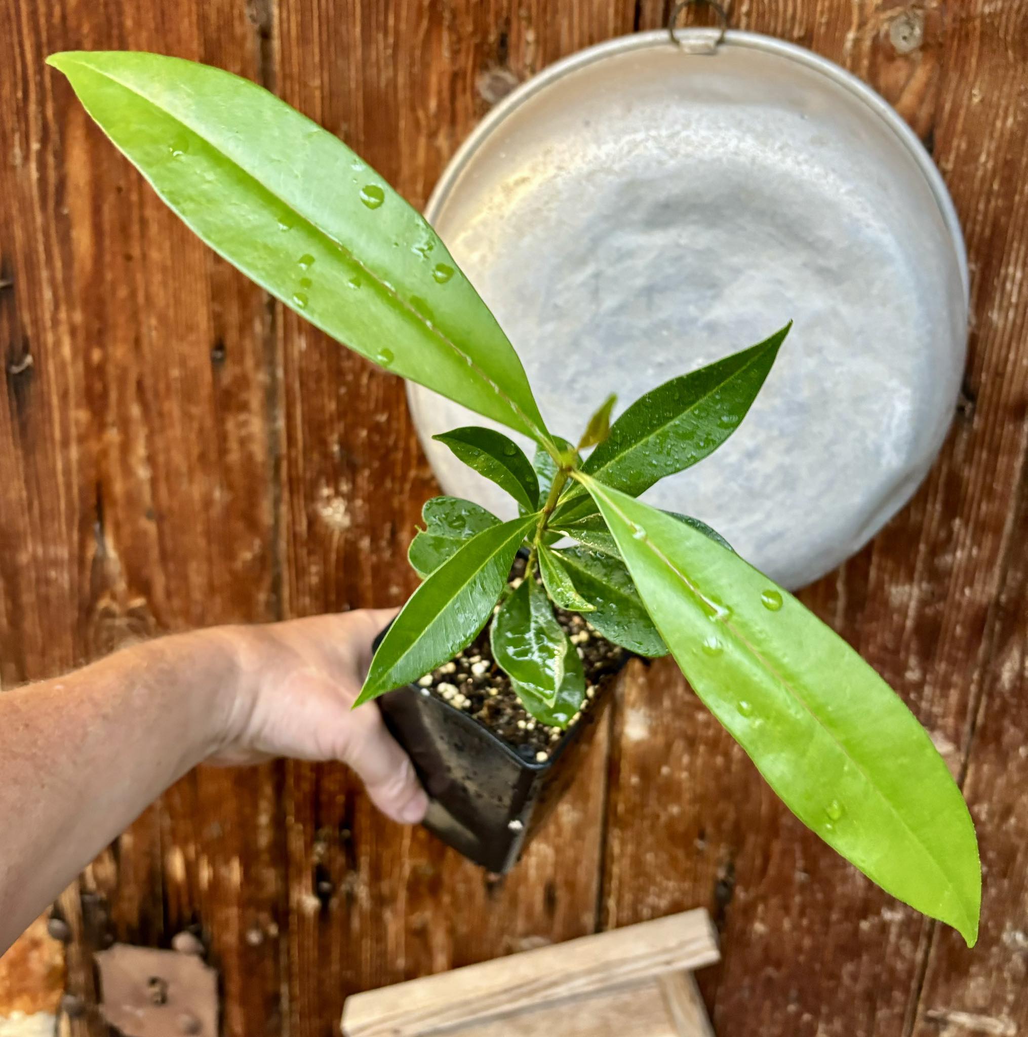 Syzygium cumini - 1 potted plant / 1 getopfte Pflanze