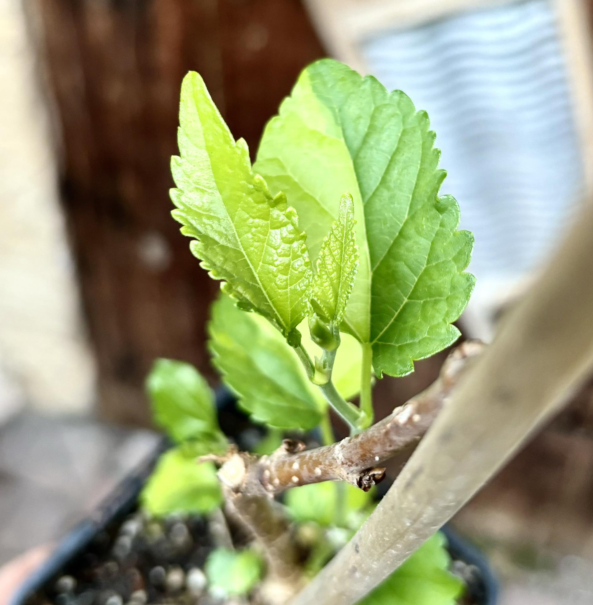 Mulberry (Morus alba)  VARIEGATED - 1 potted plant / 1 getopfte Pflanze