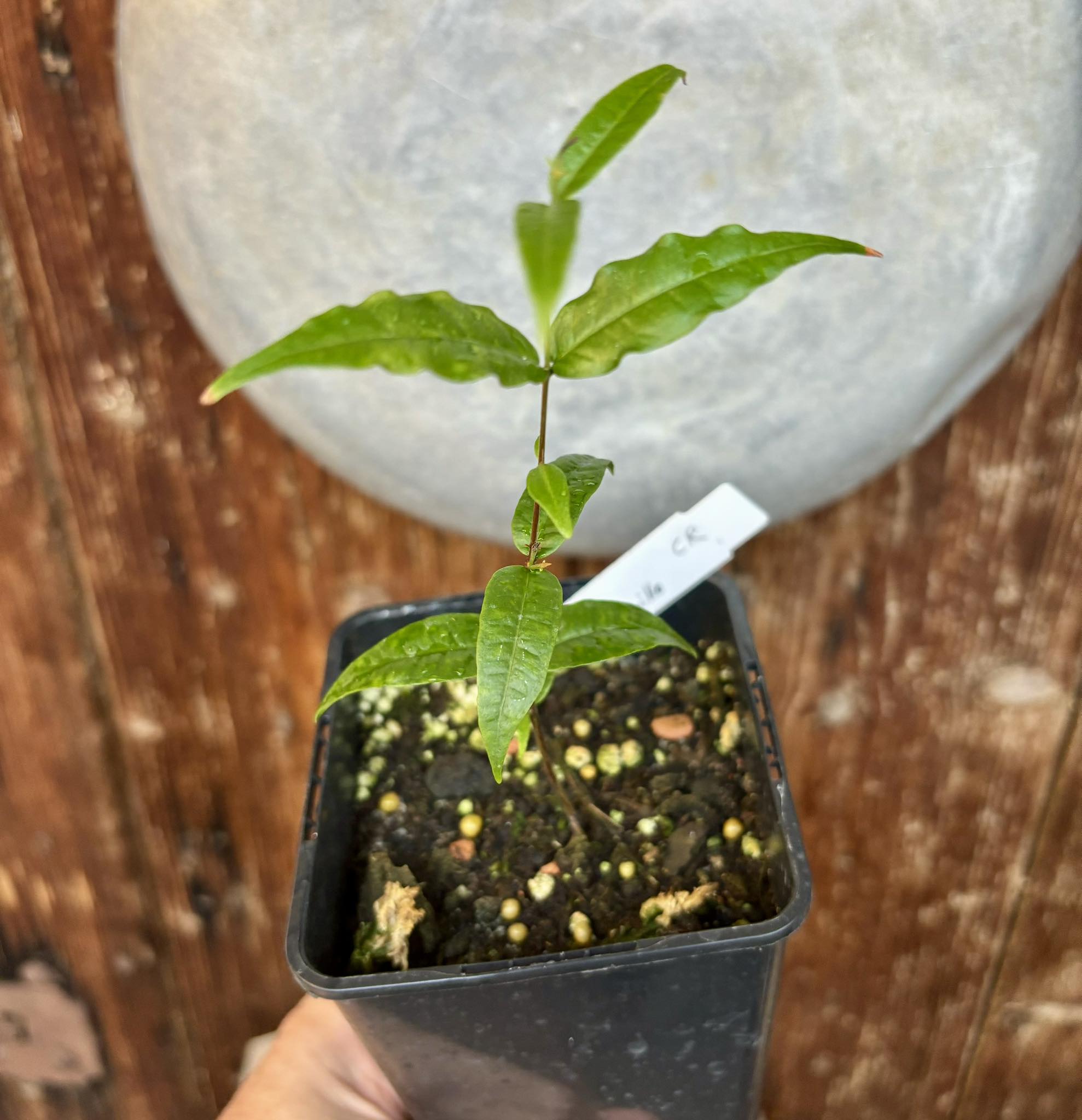 Eugenia sp Maracuja Manzanillo  - 1 potted plant / 1 getopfte Pflanze