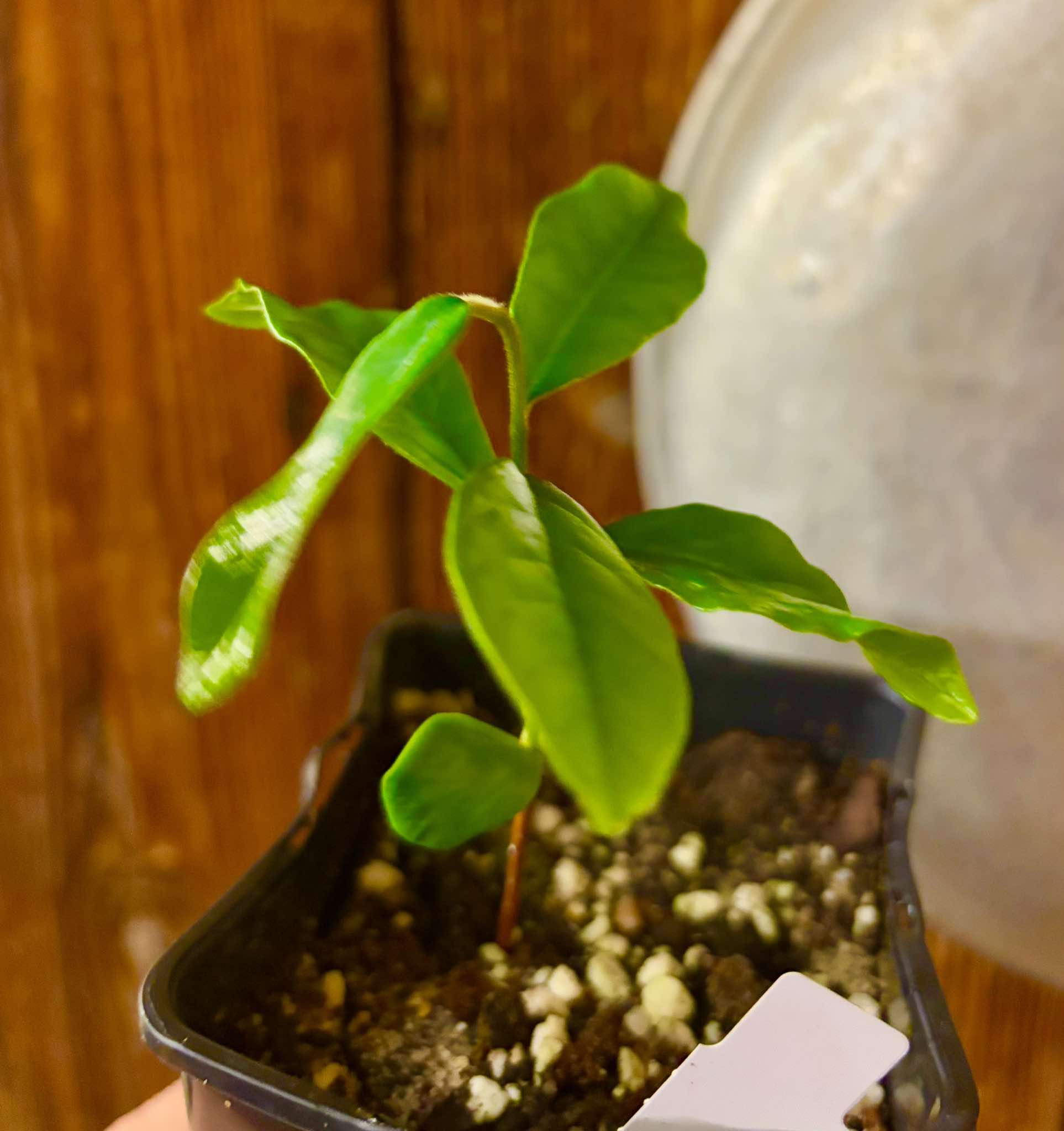 Chrysophyllum januariense  -  1 small potted seedling / 1 kleiner, getopfter Sämling