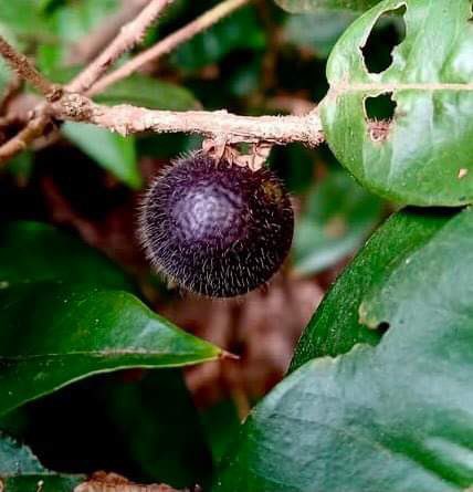 Myrciaria sp Blue Glomerata - 1 germinated seed / 1 gekeimter Samen