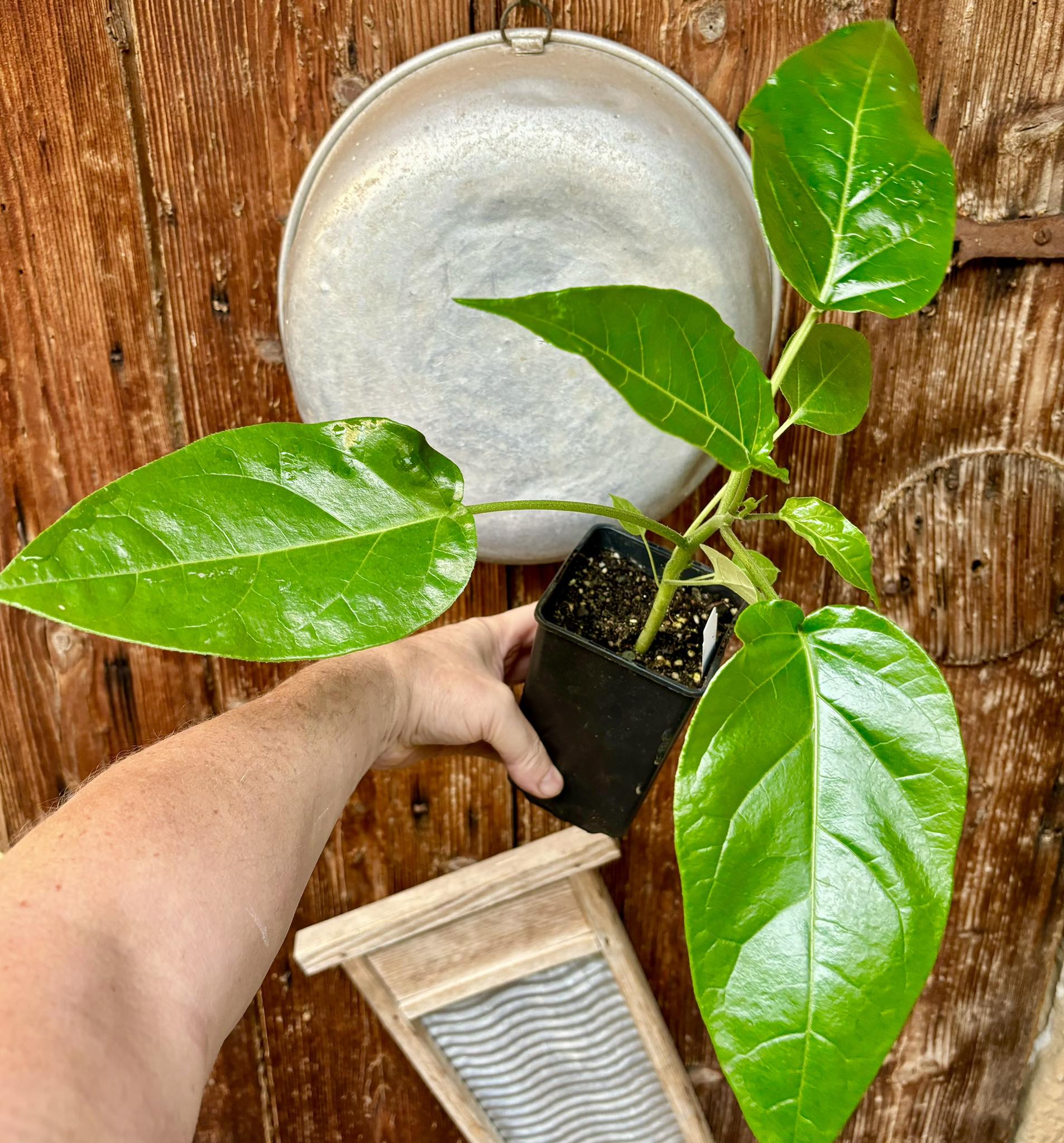 Guava Tamarillo (Solanum diploconos) - 1 potted plant / 1 getopfte Pflanze