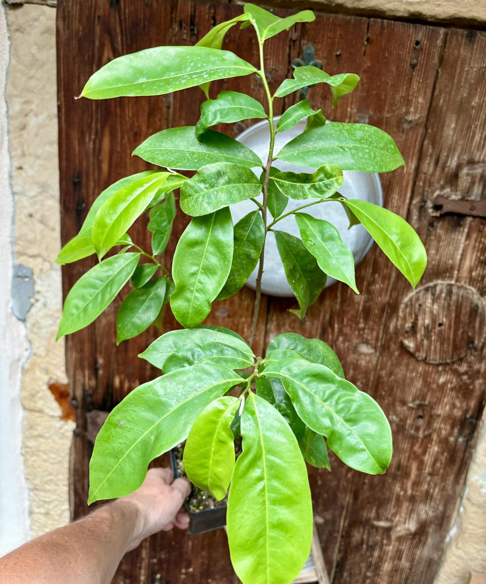 Annona muricata - Soursop / Stachelannone fiberless - 1 potted plant / 1 getopfte Pflanze