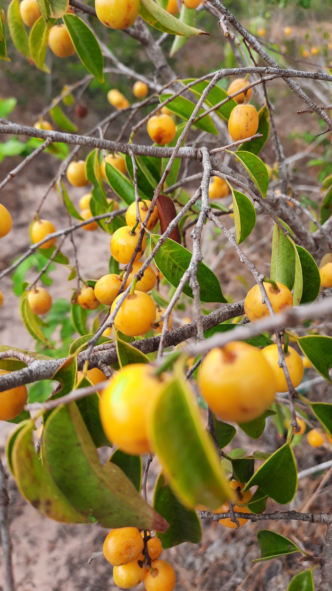 Chrysophyllum arenarium - Ameixa do Nordeste - 1 germinated seed / 1 gekeimter Samen