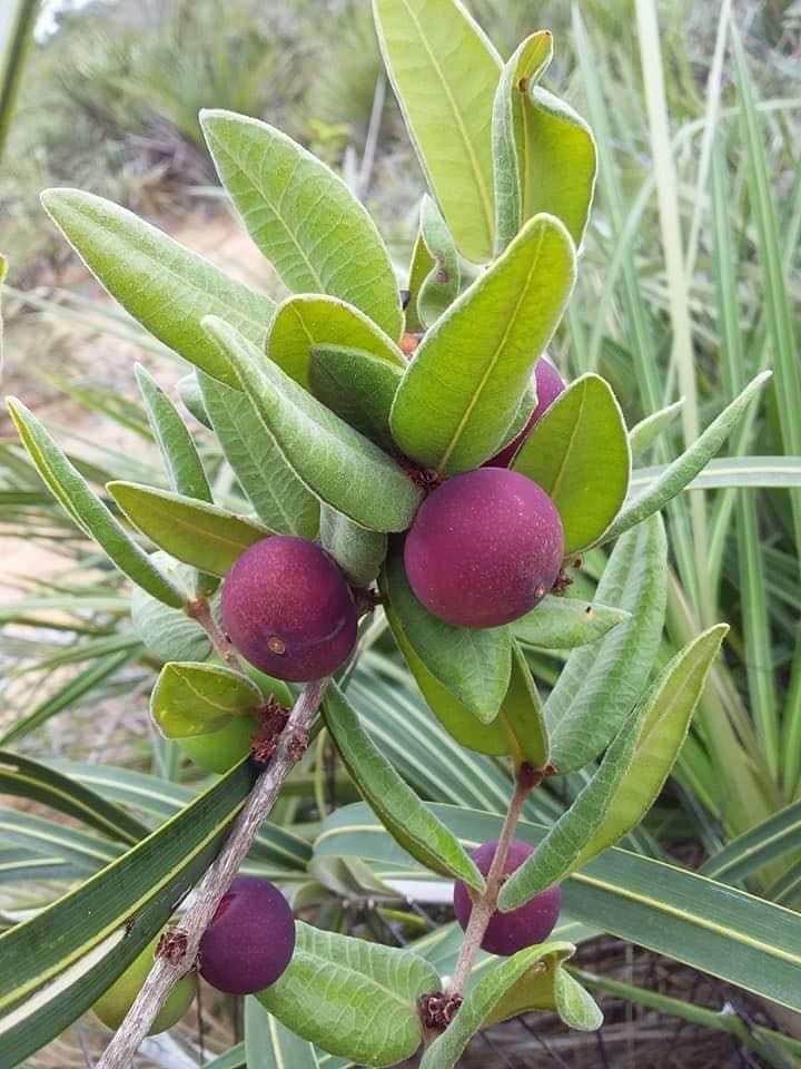 ANGEBOT - 5 seeds - Myrciaria caerulescens (Roxa - Blue Guaquiea) - 5 germinated seeds / 5 gekeimte Samen