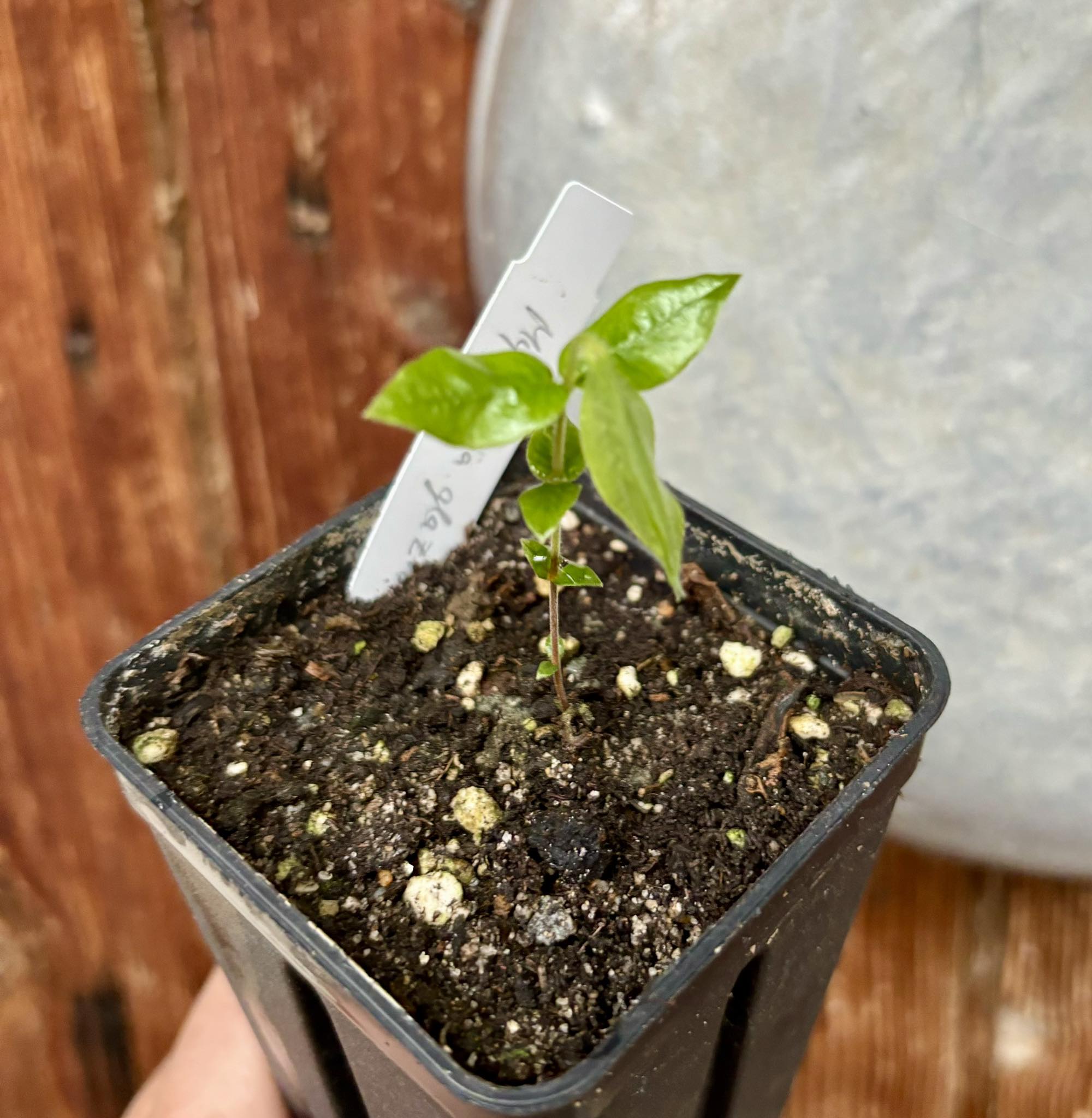 Myrciaria glazioviana - Cabeludinha  -  1 potted seedling  / 1 getopfter Sämling