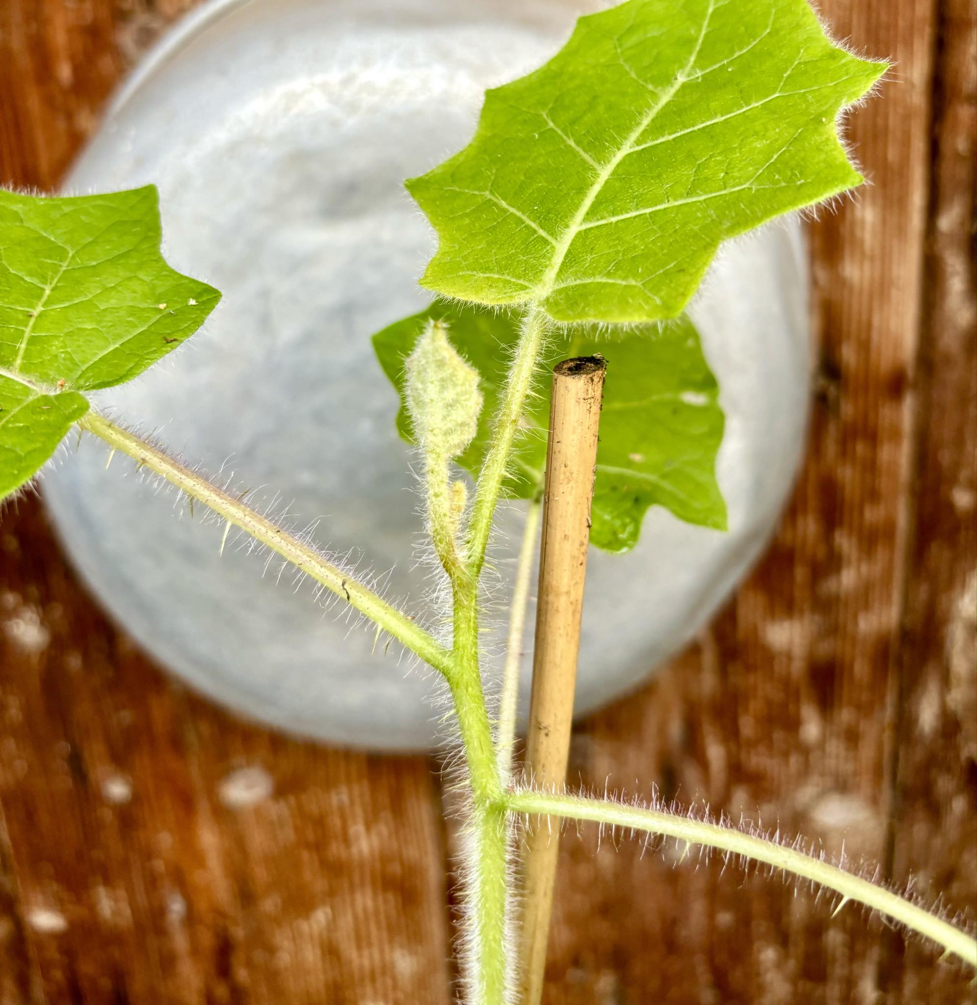 Solanum vestissimum - 1 potted plant / 1 getopfte Pflanze 