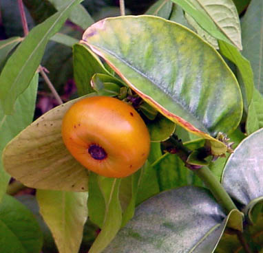 Button Mangosteen - Cherapu (Garcinia prainiana) - 3 fresh seeds / 3 frische Samen