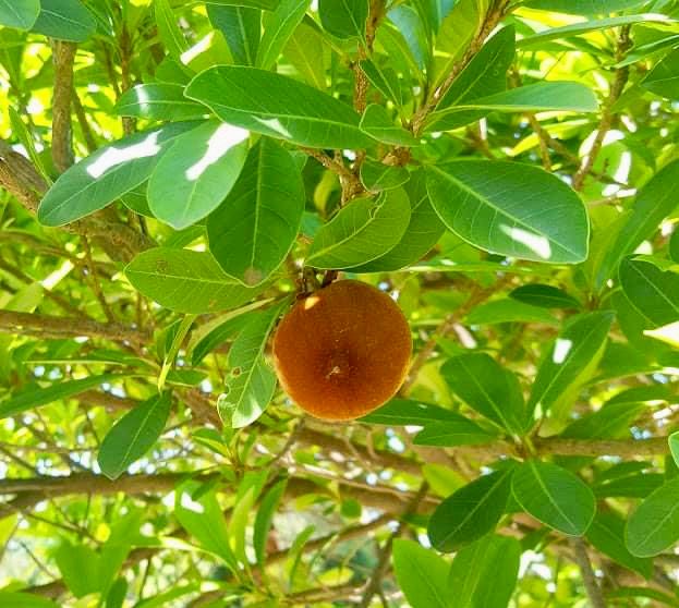 Guapeba (Lucuma venosa) - 1 fresh seed / 1 frischer Samen