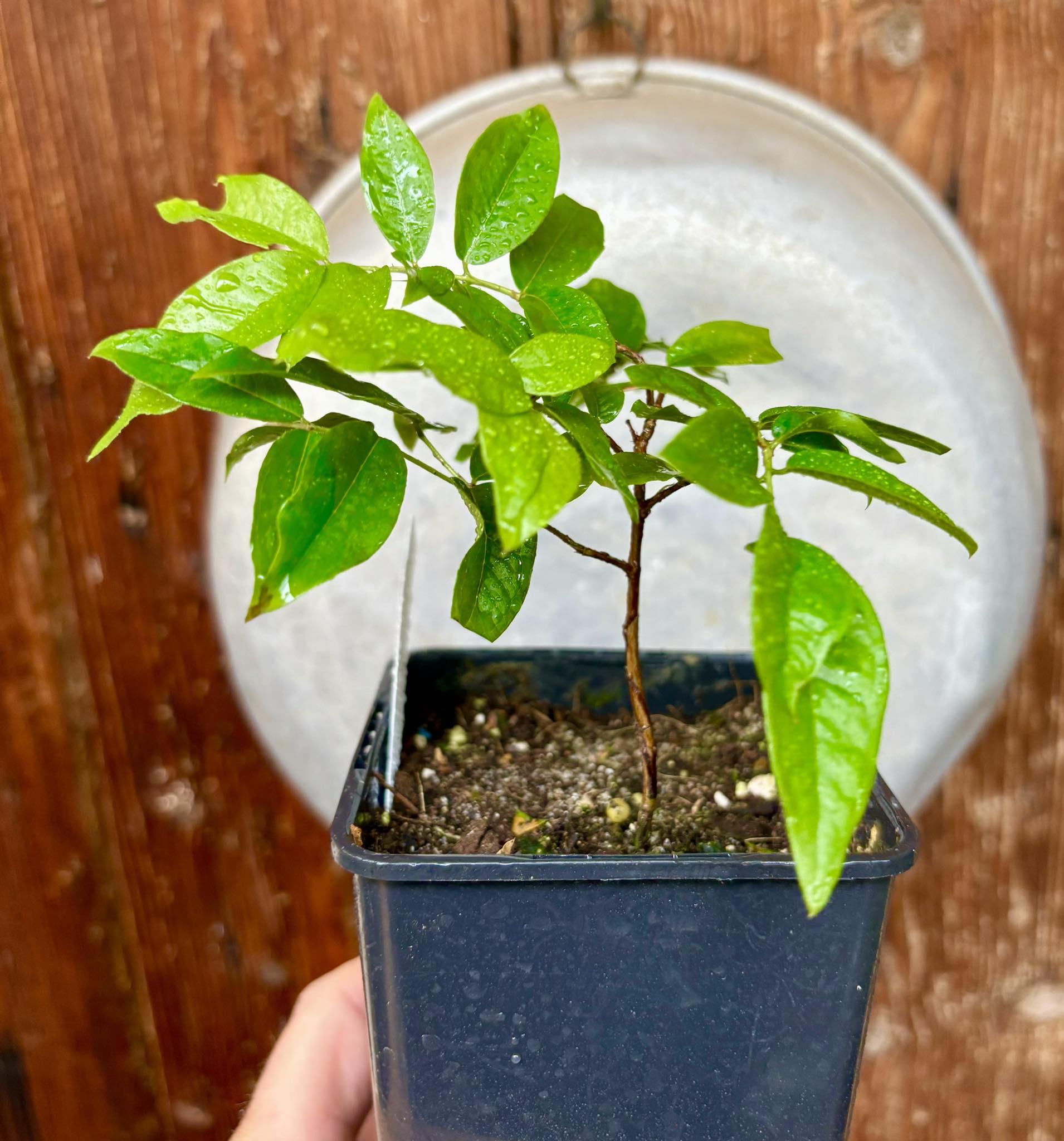 Red Hybrid Jaboticaba (Plinia cauliflora x aureana) - 1 potted plant / 1 getopfte Pflanze