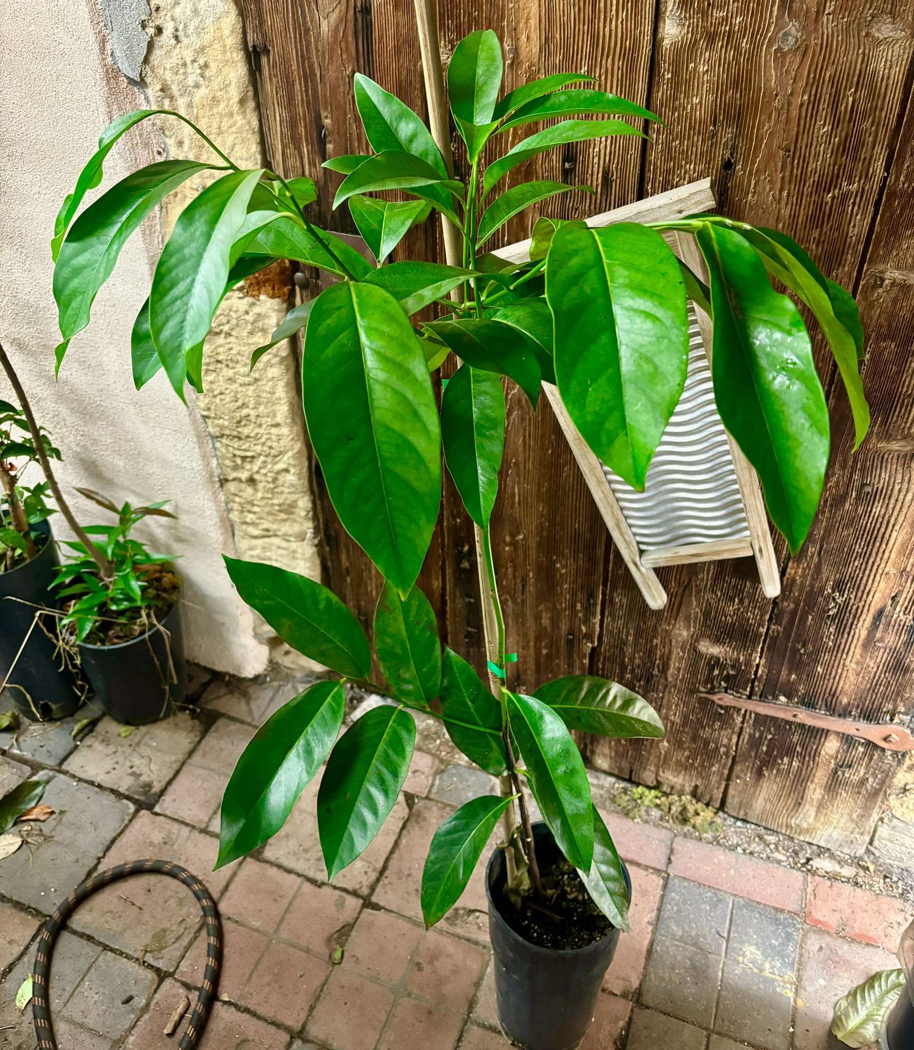 Diospyros nigra - Black Sapote - 1 potted plant / 1 getopfte Pflanze 1.25m 