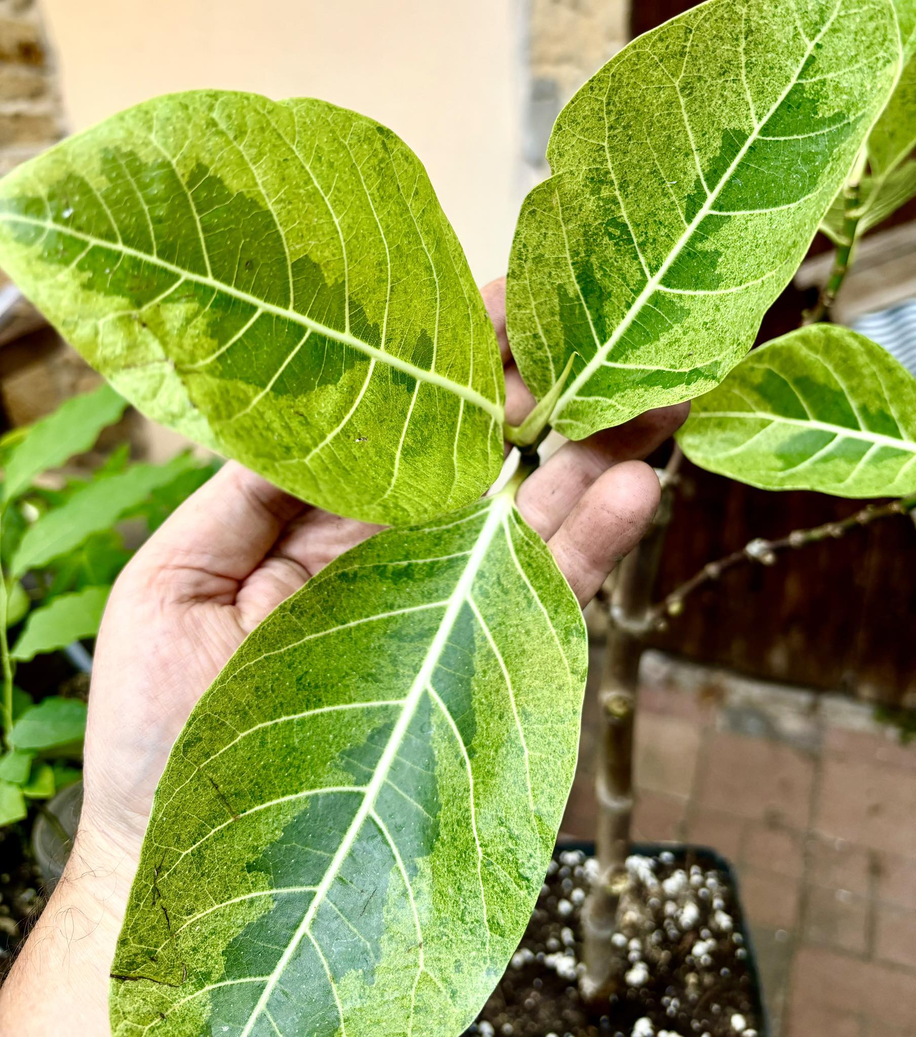 Indonesian Forest Fig  VARIEGATED Nr. 3 - 1 potted plant / 1 getopfte Pflanze