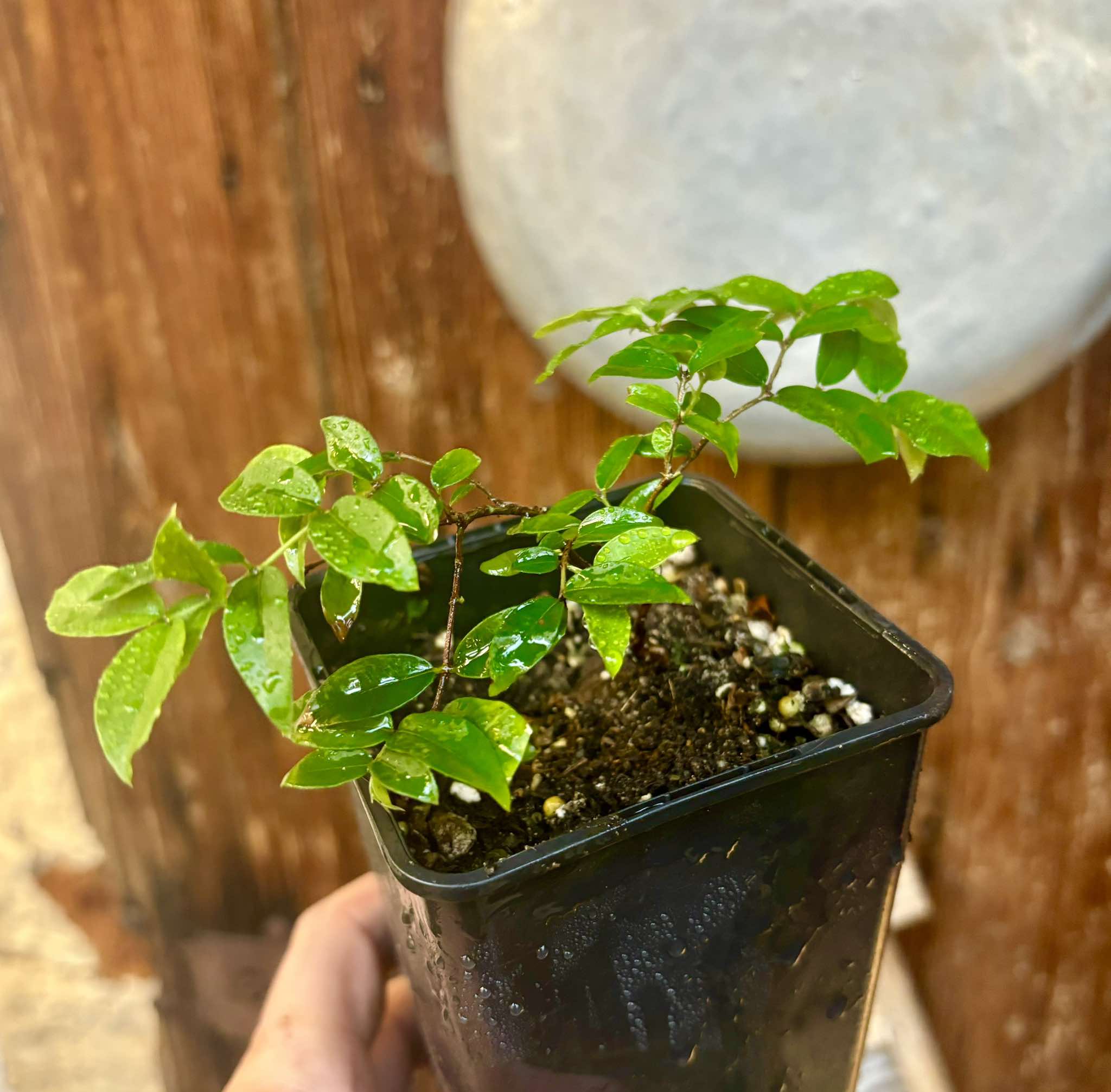 Jaboticaba Oipirinha (Plinia sp) - 1 potted plant/ 1  getopfte Pflanze