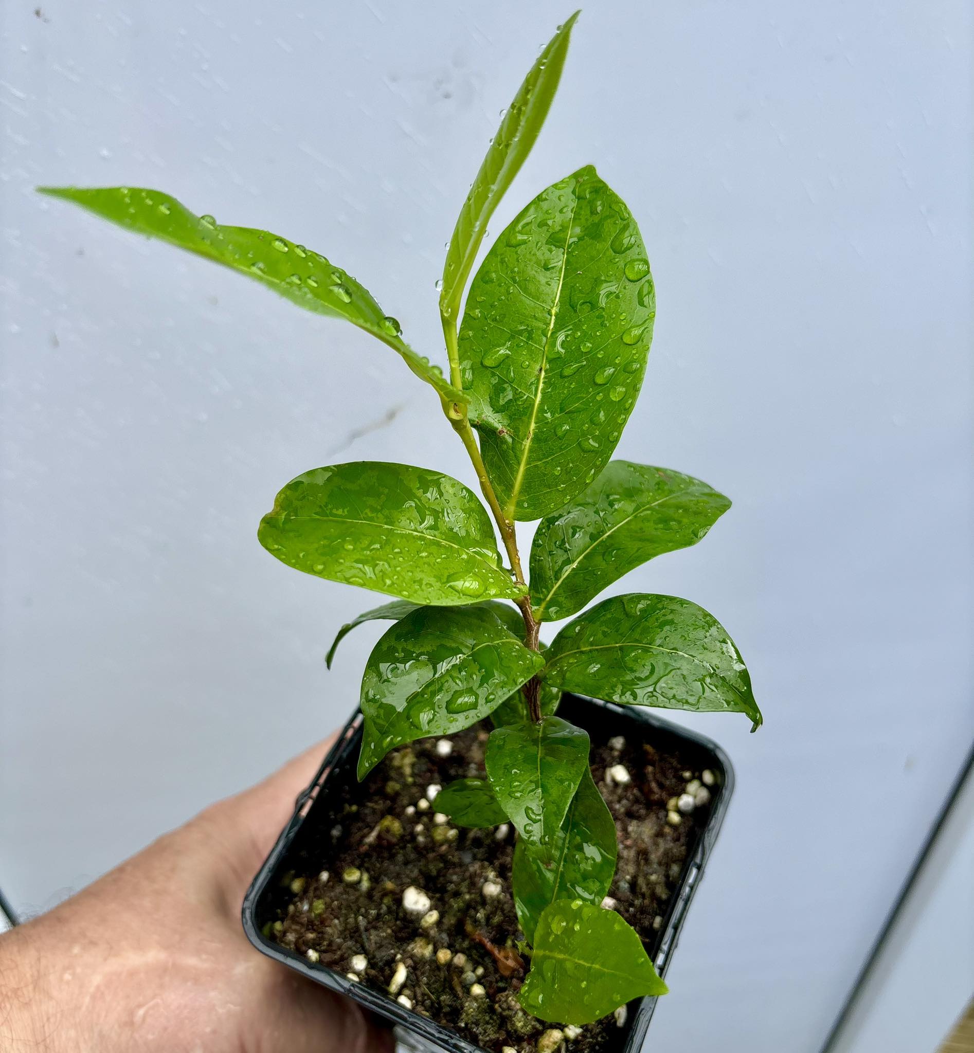 Chrysobalanus icaco - Cocoplum -  1 potted plant  / 1 getopfte Pflanze