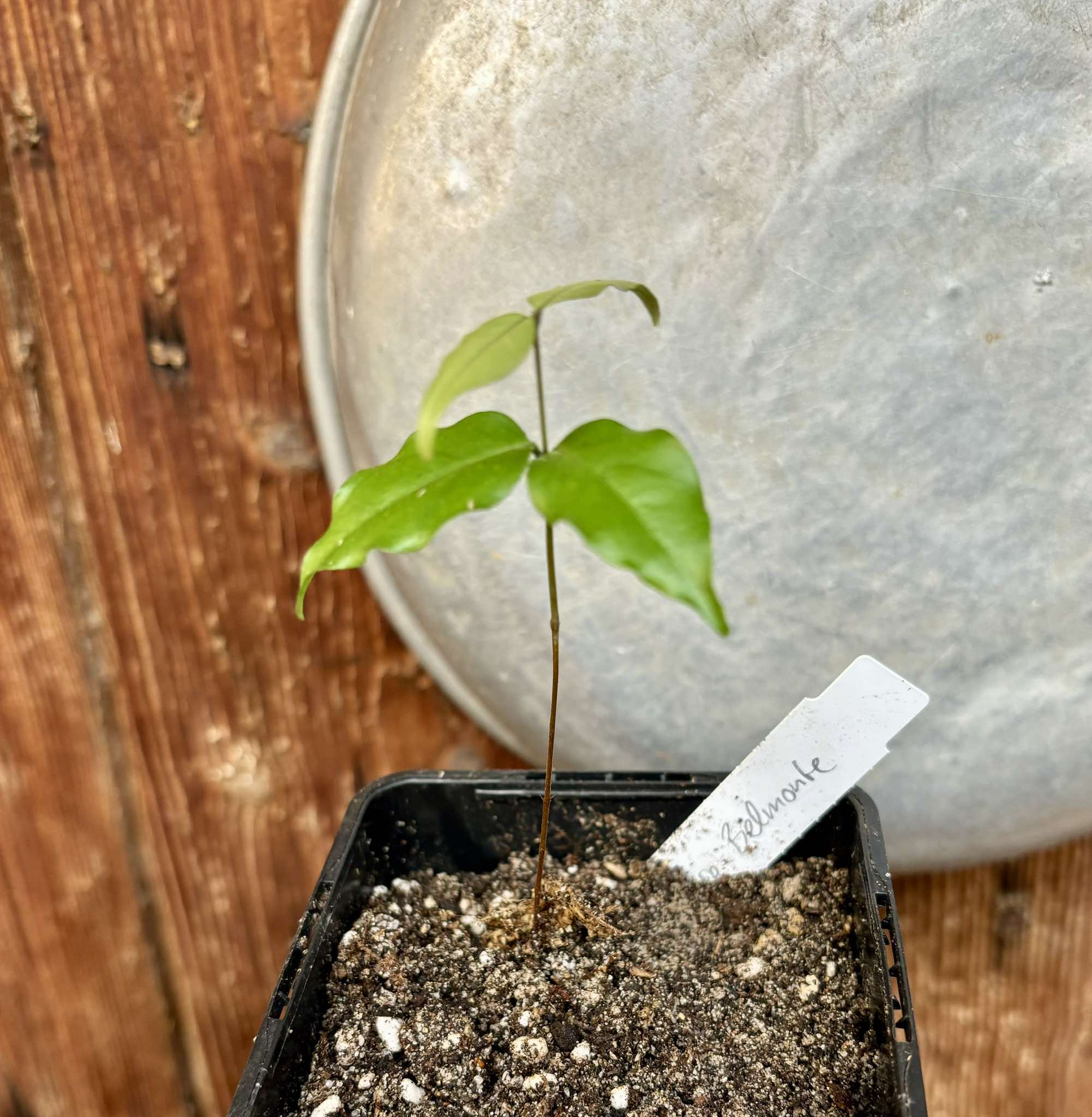 Eugenia sp Belmonte -  1 small potted seedling / 1 kleiner, getopfter Sämling