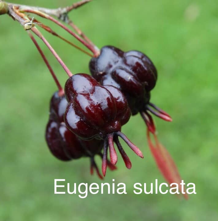 Eugenia sulcata - 1 fresh seed / 1 frischer Samen