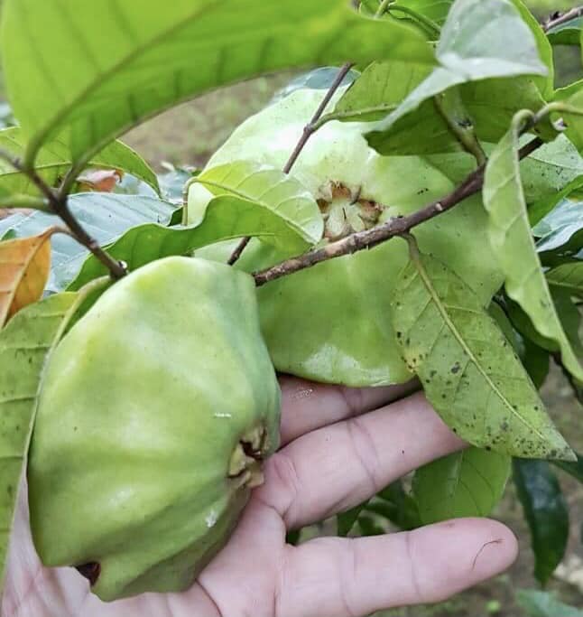 Campomanesia phaea - Flying Saucer Fruit - Cambuci  1  small potted seedling / 1 kleiner, getopfter Sämling