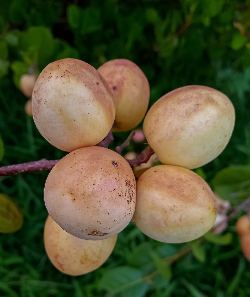 Chrysobalanus icaco - Cocoplum -  1 potted plant  / 1 getopfte Pflanze