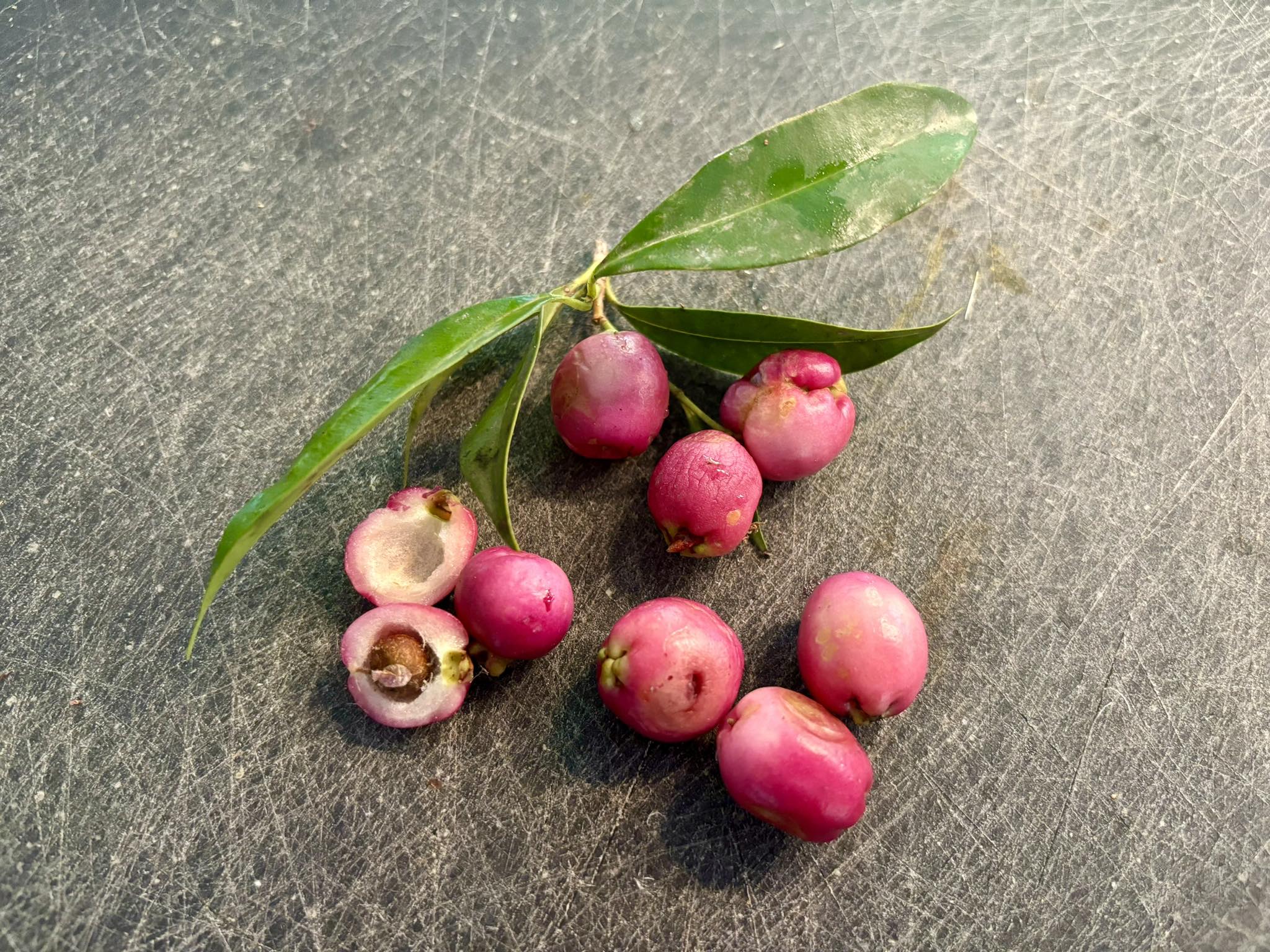 Syzygium smithii - Lilly Pilly Nr. 1 - 1 potted plant / 1 getopfte Pflanze