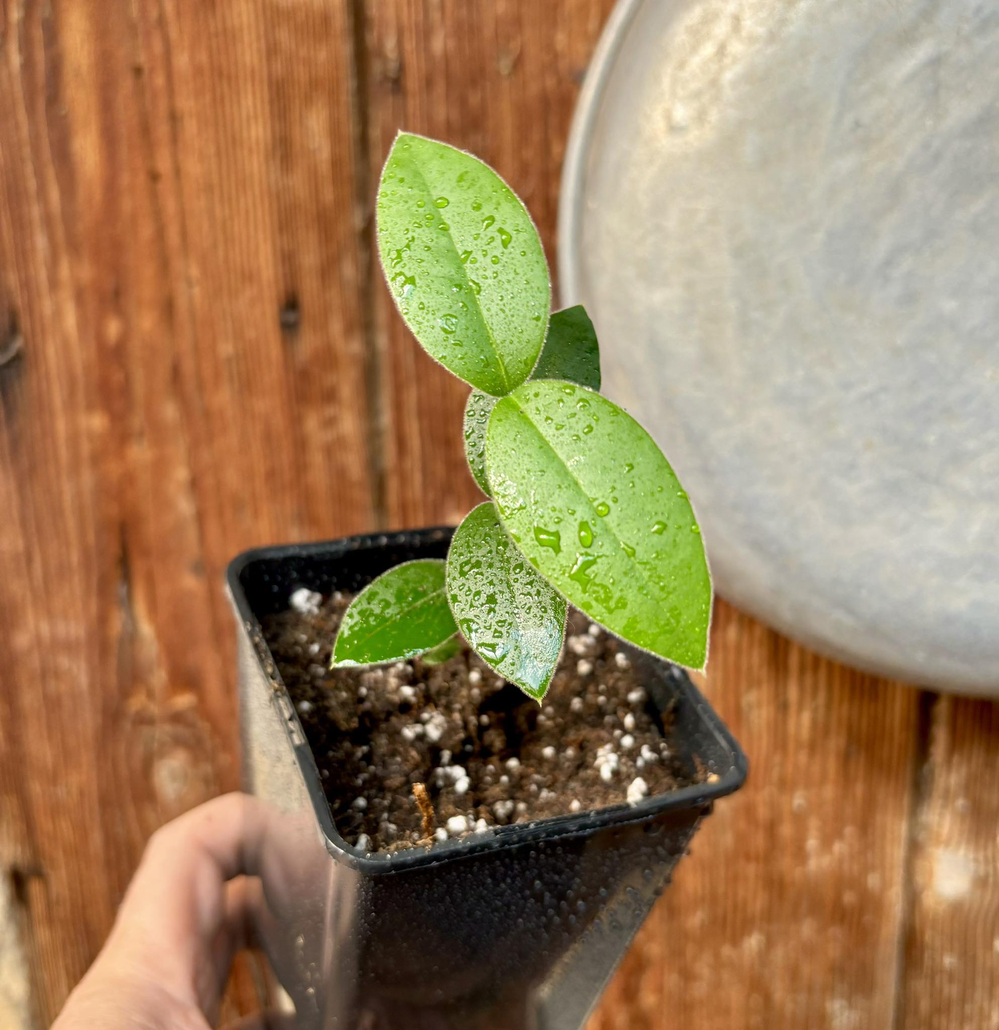 Myrcianthes pungens - Guabiju - 1 potted plant / 1 getopfte Pflanze