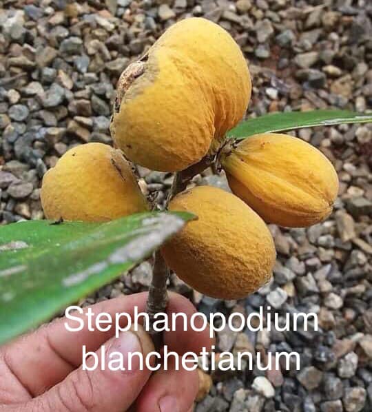 Stephanopodium blanchetianum - 1 potted plant / 1 getopfte Pflanze