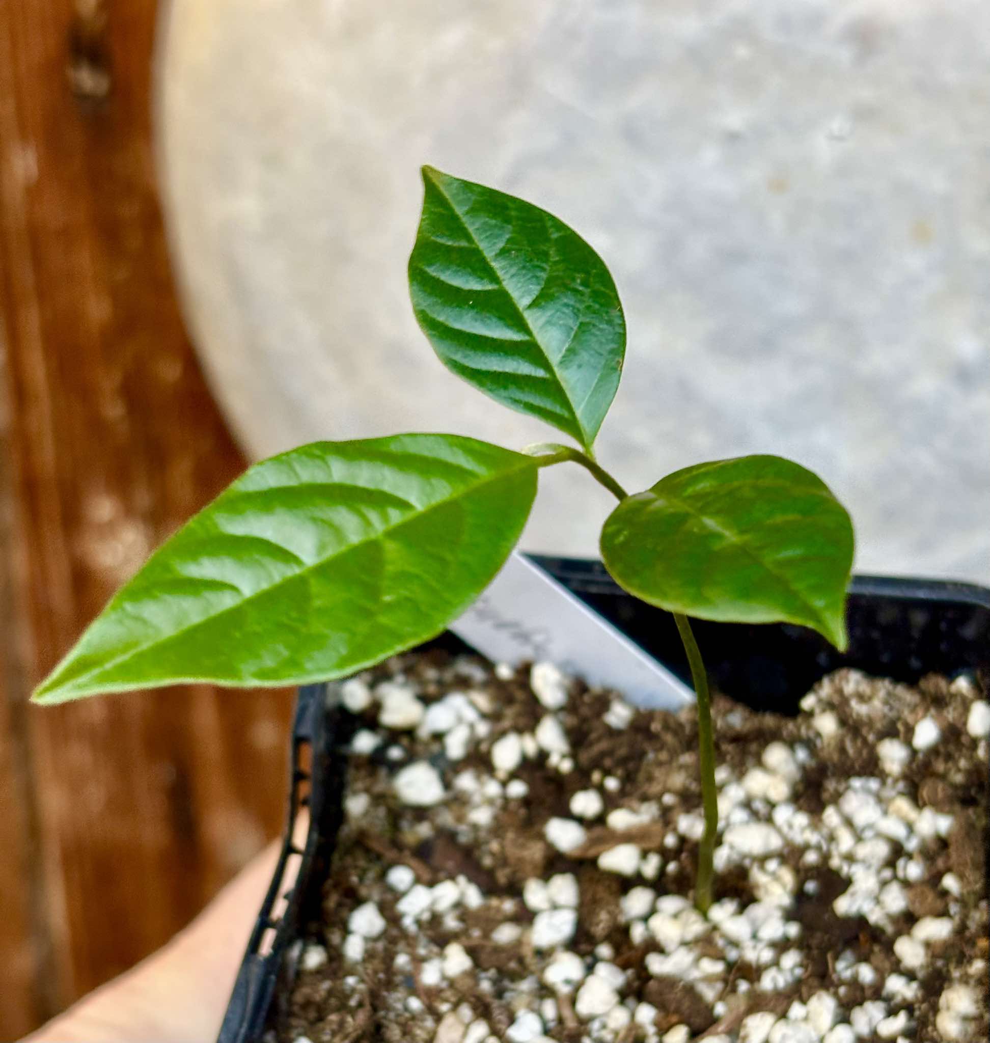 Duguetia sp Joao - 1 potted seedling / 1 getopfter Sämling