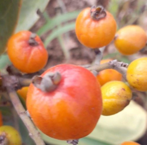 Eugenia sp. Diamantina Nova ,  1 fresh seed / 1 frischer Samen